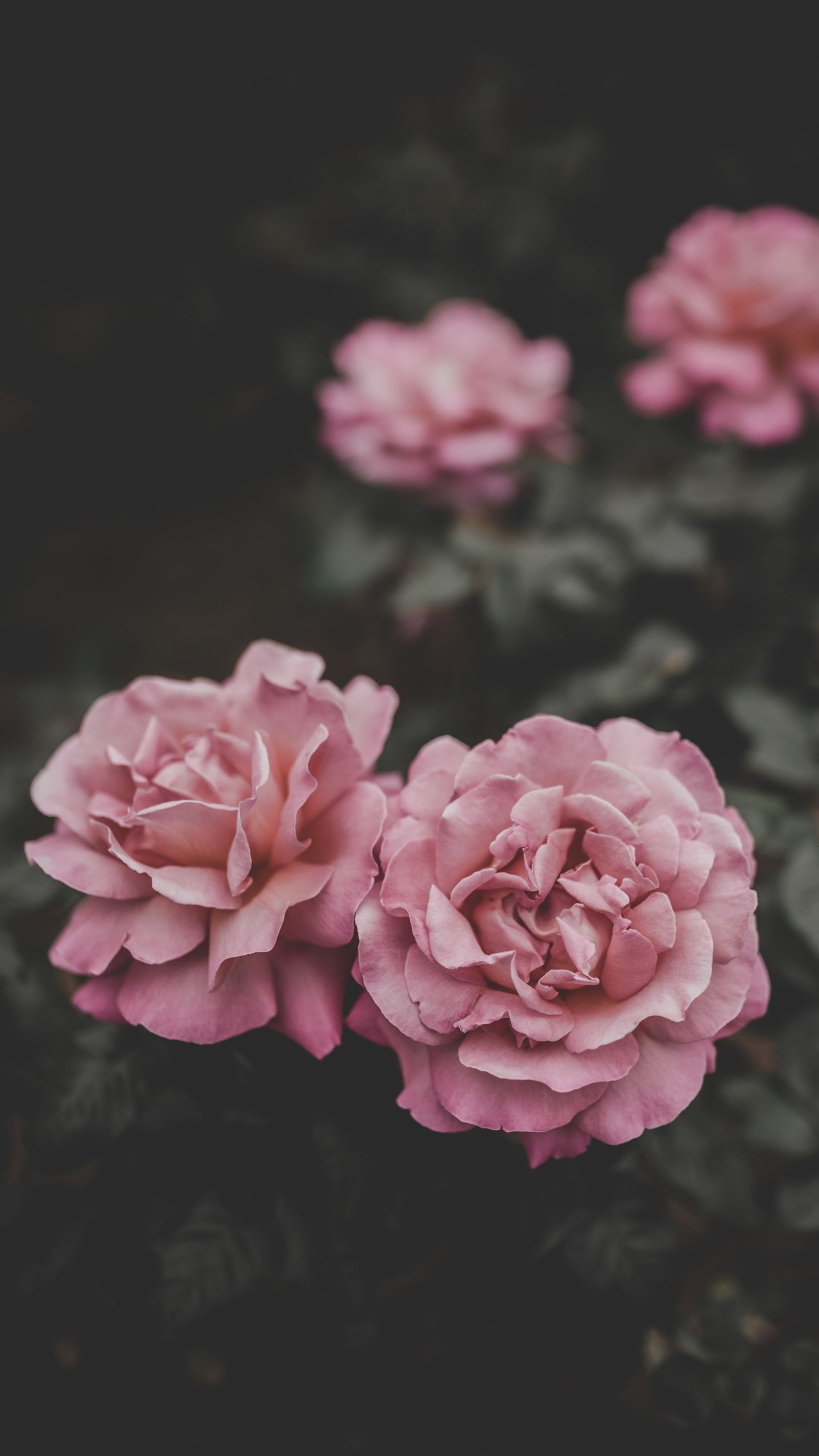 Rose rosa sfondo scuro, 1630x2897 Verticale, Mobile