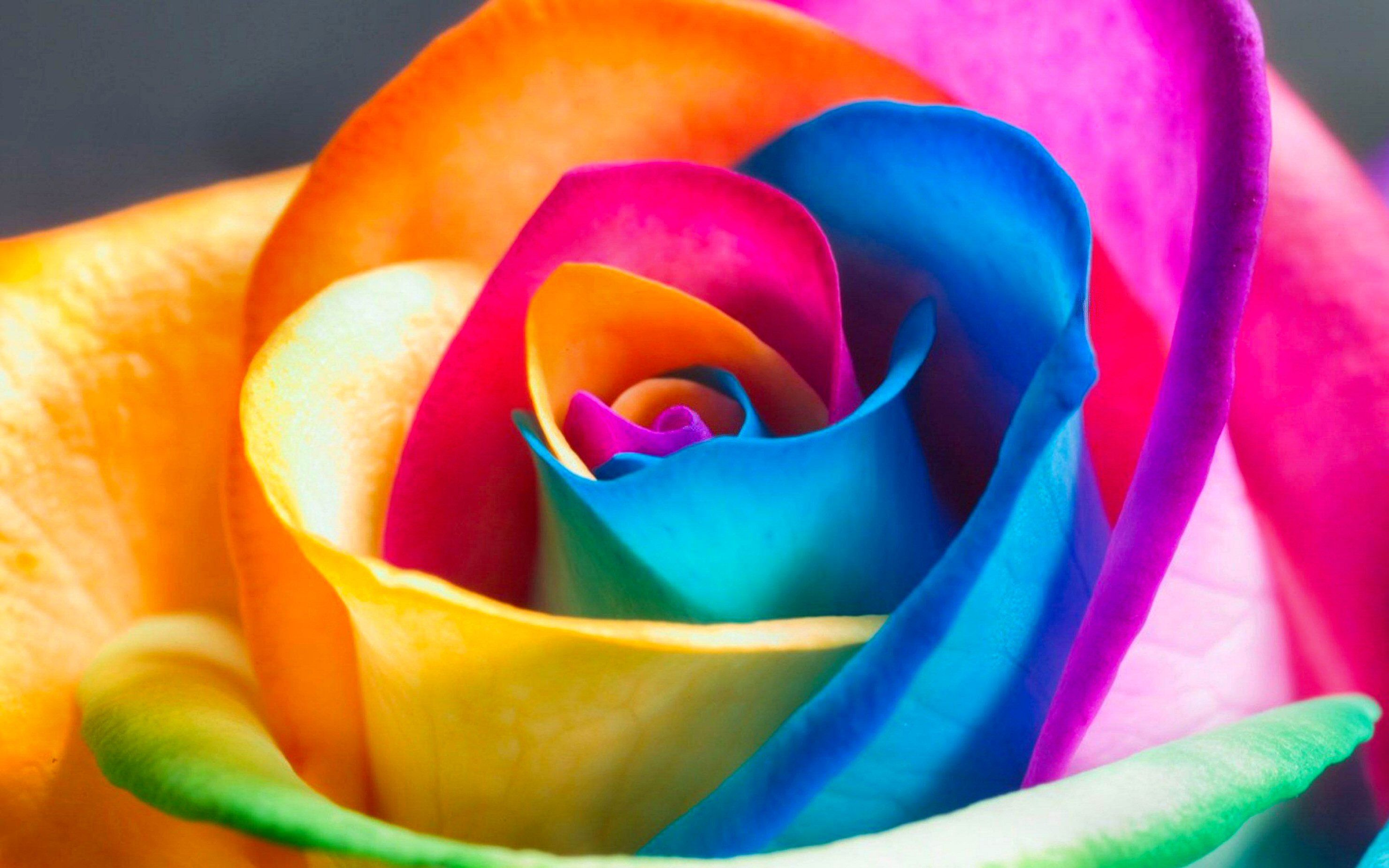 Rosa arcobaleno multicolore, 2960x1850 2K, Laptop
