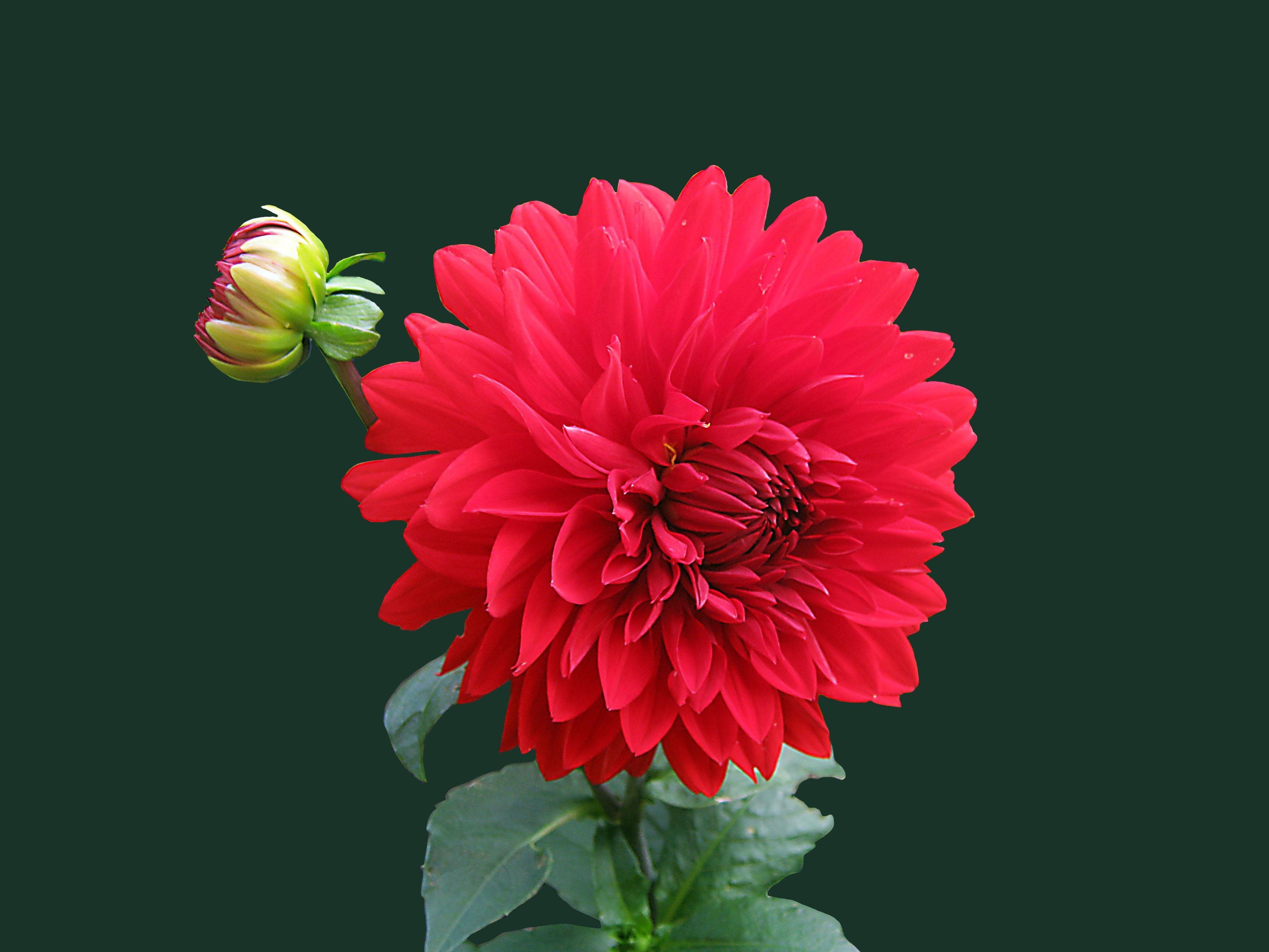 Dalia rossa su sfondo verde, 3648x2736 2K+, PC