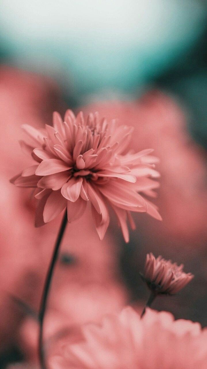 Fiore rosa in primo piano, 719x1280 Full HD Verticale, Smartphone