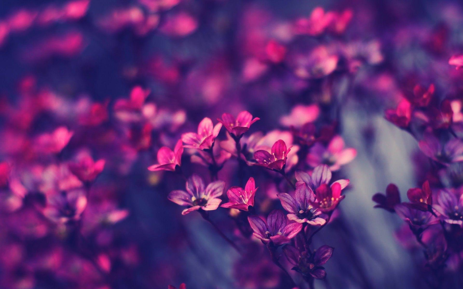 Fiori viola sfocati, 1920x1200 Full HD+, PC