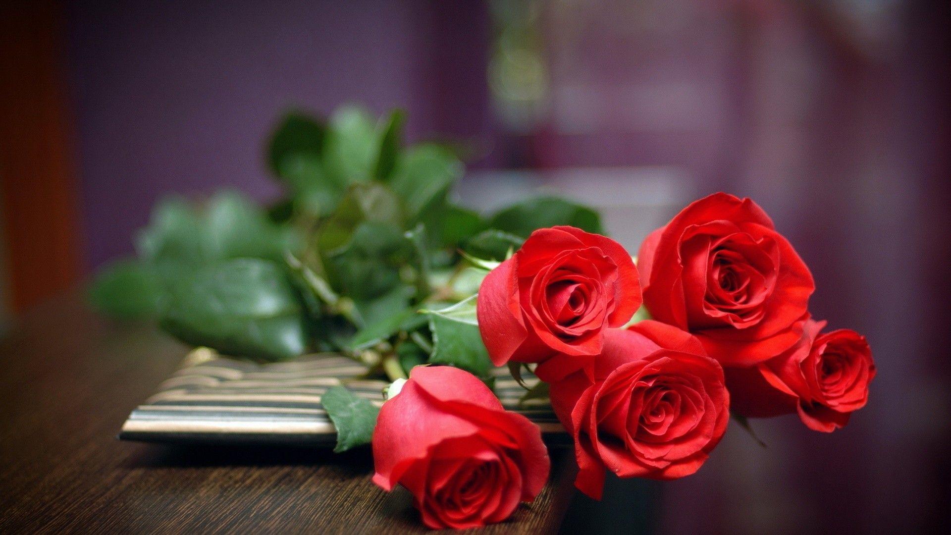 Rose HD, 1920x1080 1080p, PC Desktop