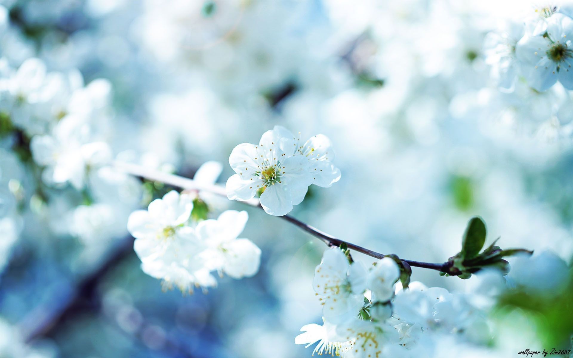 Fiori bianchi di ciliegio, 1920x1200 WUXGA, Desktop