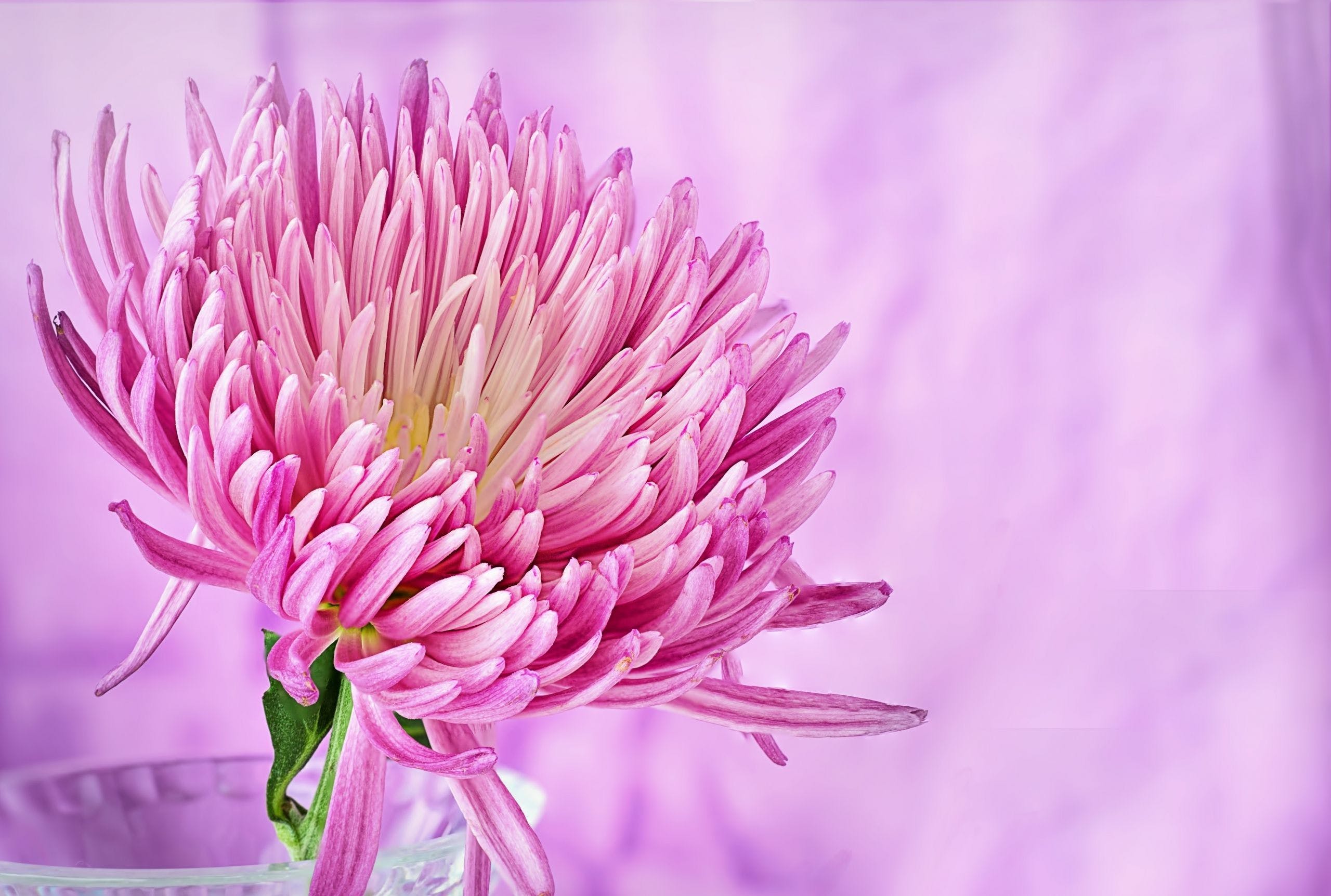 Crisantemo rosa sfondo rosa, 2560x1724 2K, Laptop