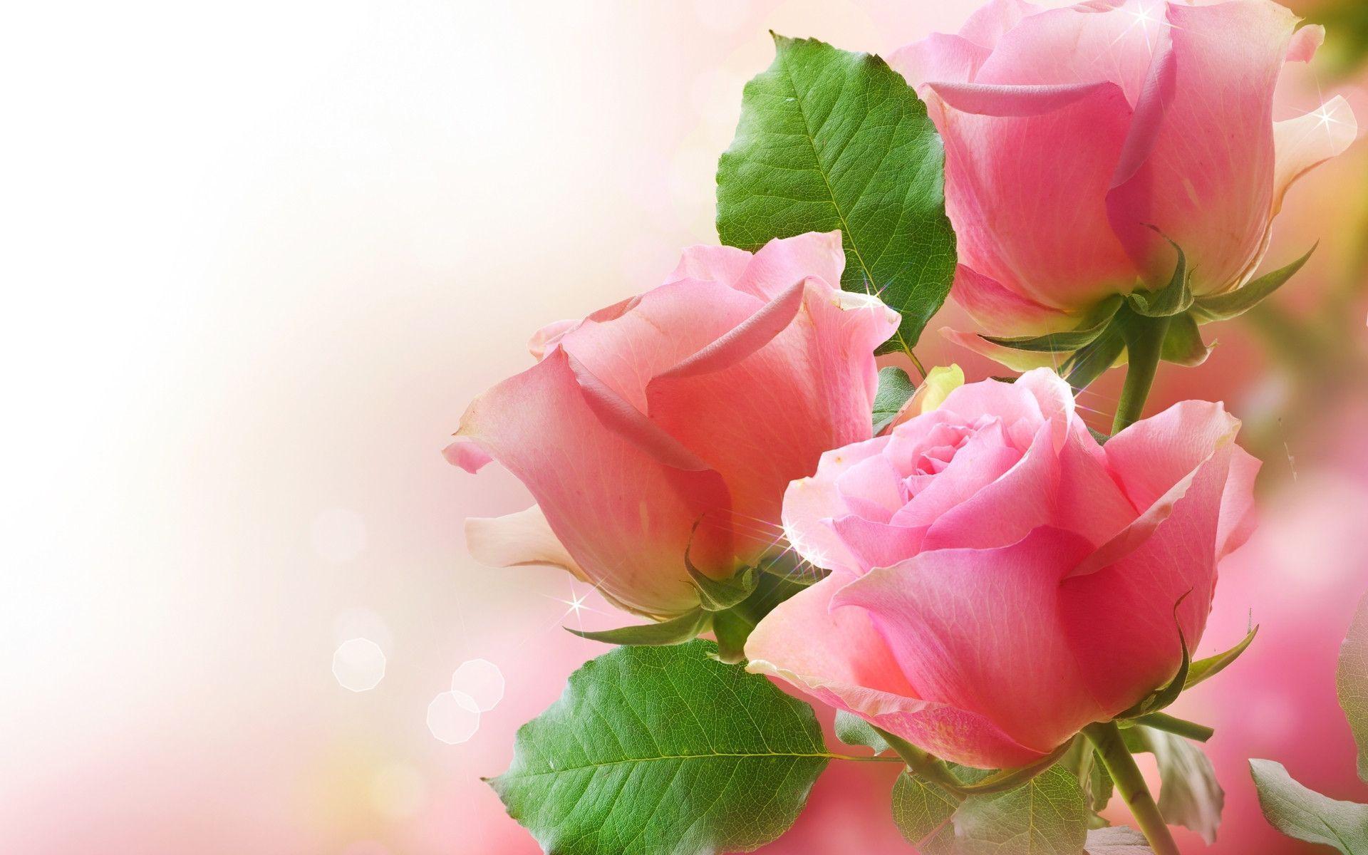 Rose rosa con foglie verdi, 1920x1200 Full HD+ WUXGA, PC