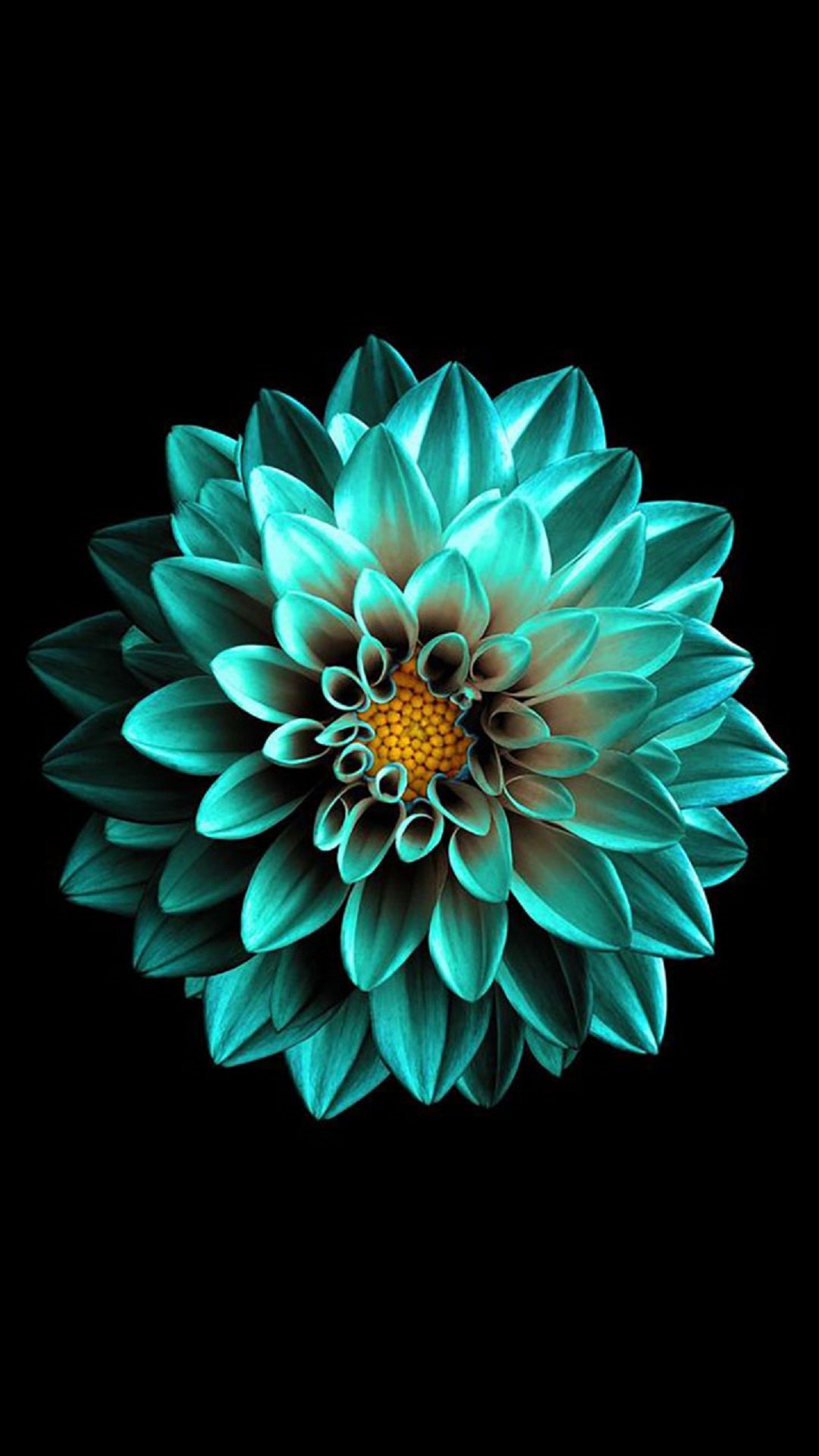 Fiore dalia turchese sfondo nero, 1080x1920 Full HD Verticale, Samsung Galaxy