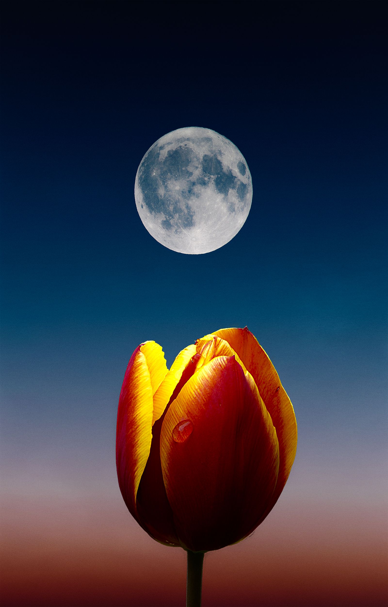Fiori rossi a pompon, 1080x1920 Verticale, Mobile