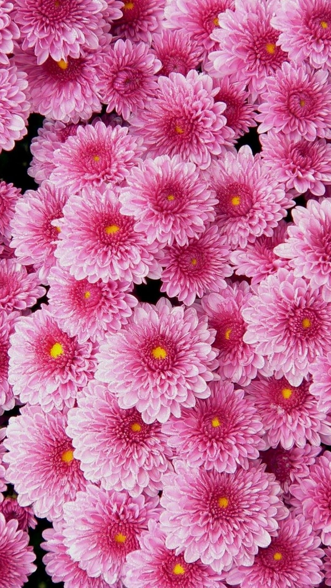 Crisantemi rosa fioriti, 1080x1920 Verticale, Mobile