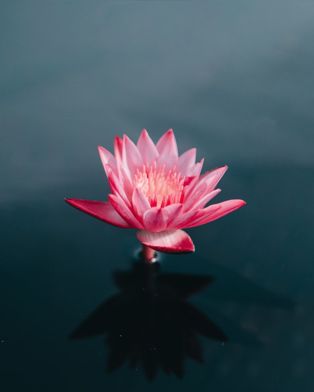 Fiore di loto rosa, 1000x1250 Full HD Verticale, Smartphone