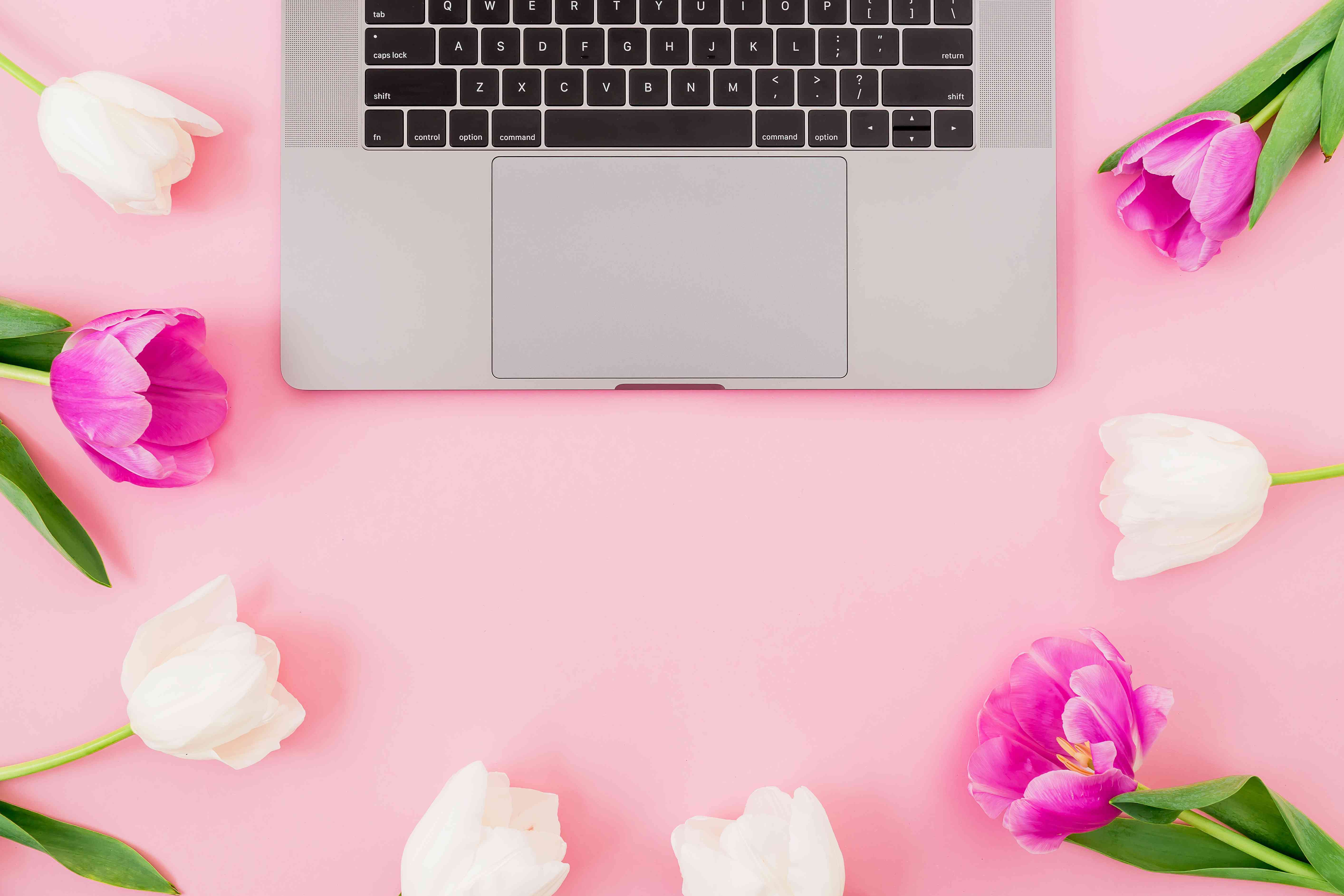 Tulipani rosa e bianchi con laptop, 5656x3771 4K Ultra HD, Monitor 4K
