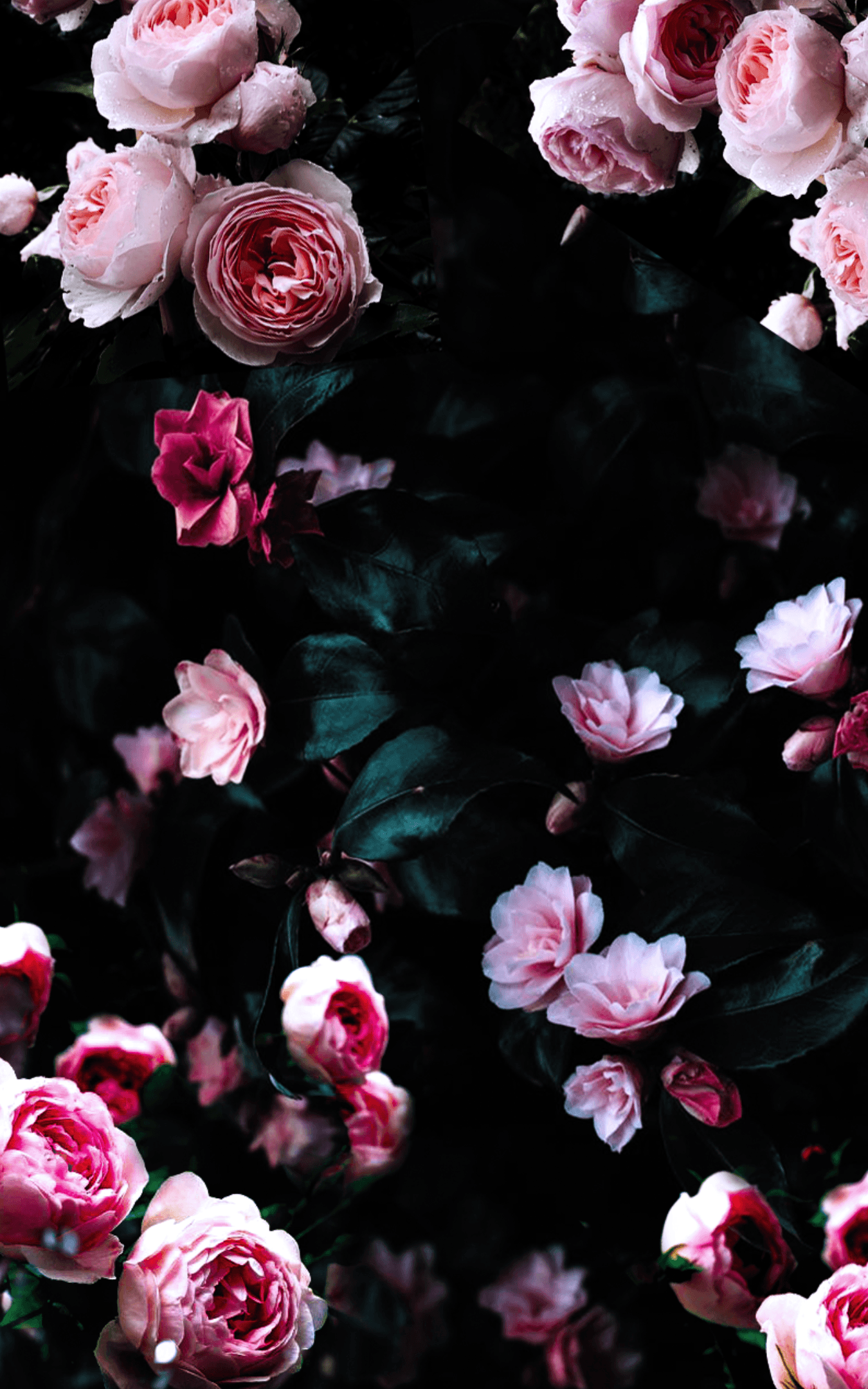 Rose rosa su sfondo scuro, 1350x2160 Verticale, Mobile