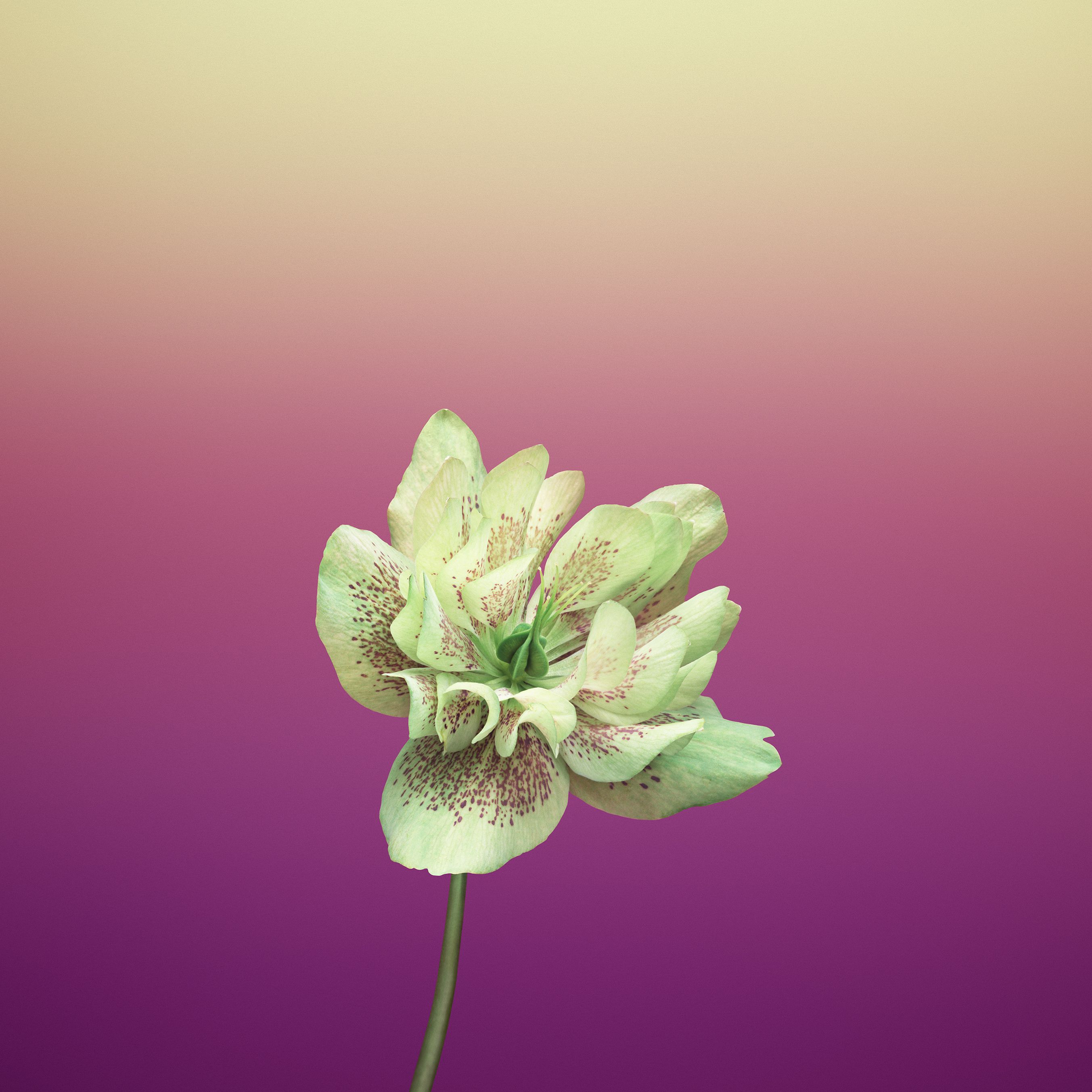 Fiore bianco su sfondo viola, 2706x2706 2K, PC