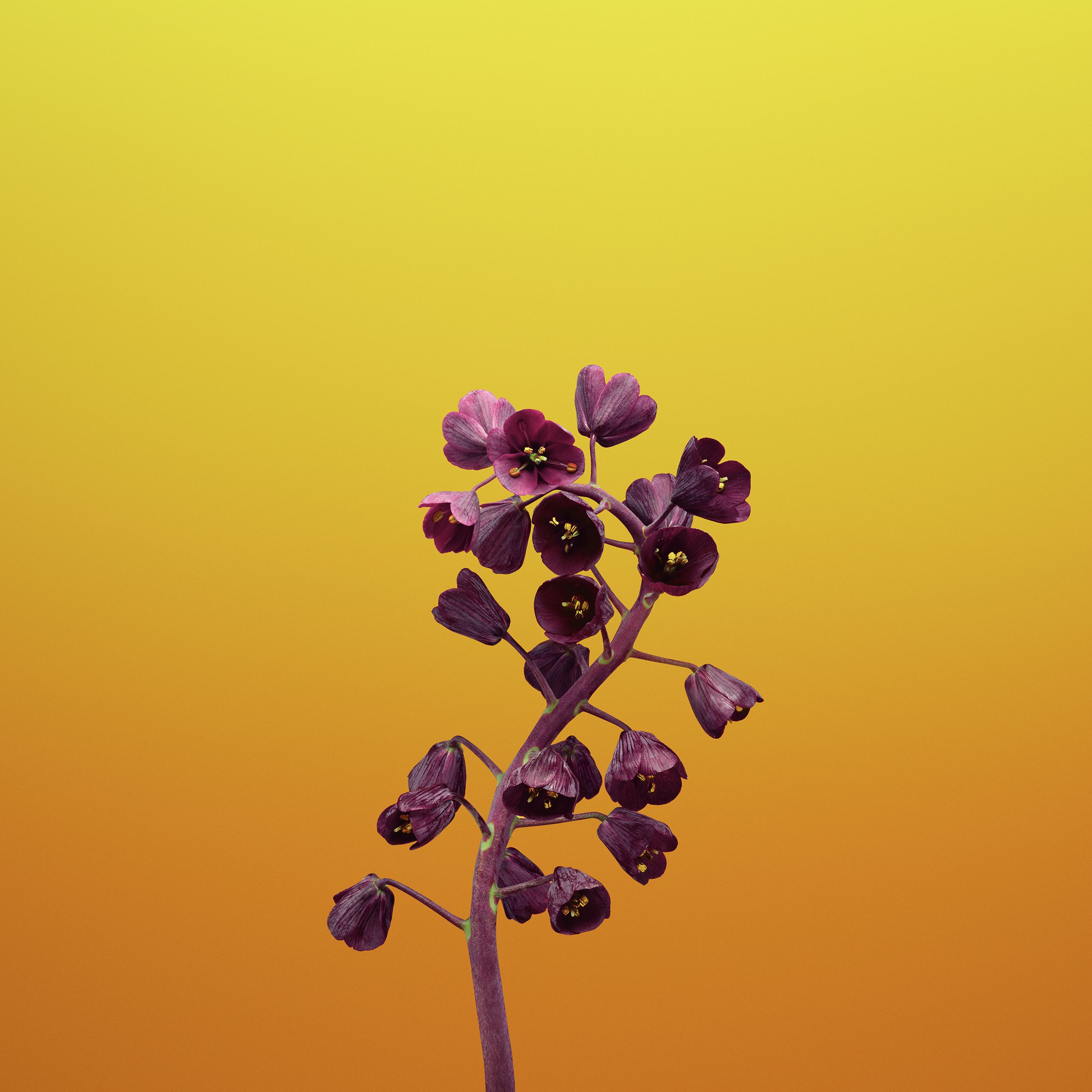 Fiori viola su sfondo giallo, 2706x2706 2K, Monitor Gaming