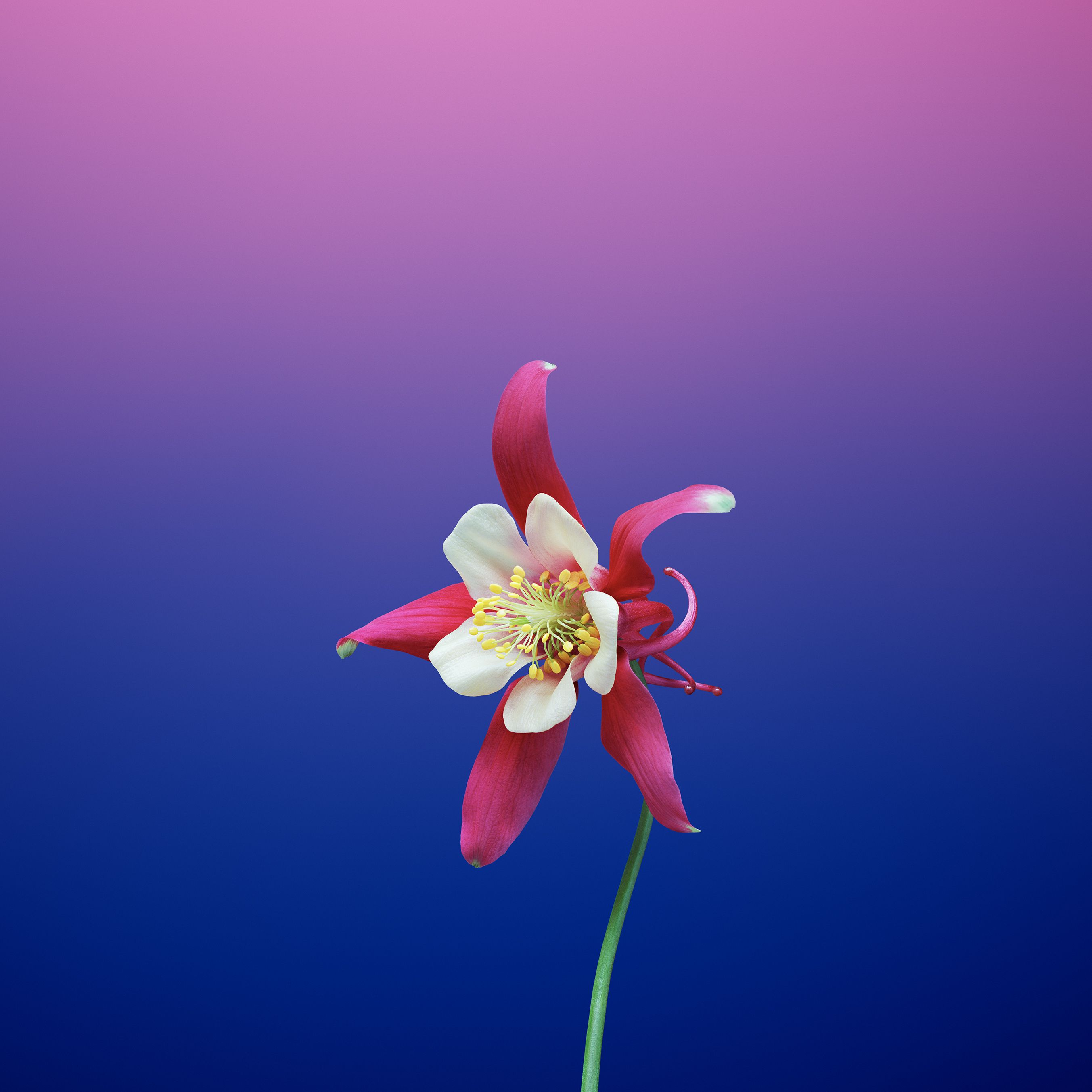 Fiore aquilegia rosa, 2706x2706 2K+, Monitor Gaming
