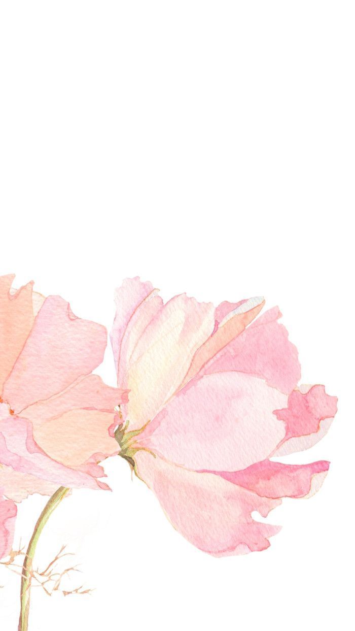 Fiore rosa ad acquerello, 700x1243 Verticale, iPhone Plus