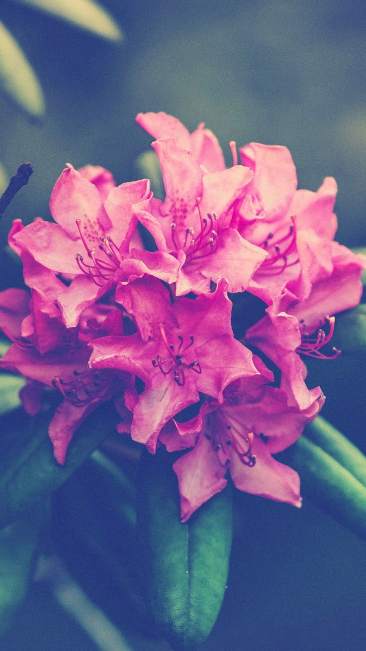 Rododendro rosa fiorito, 736x1308 Full HD Verticale, iPhone Pro