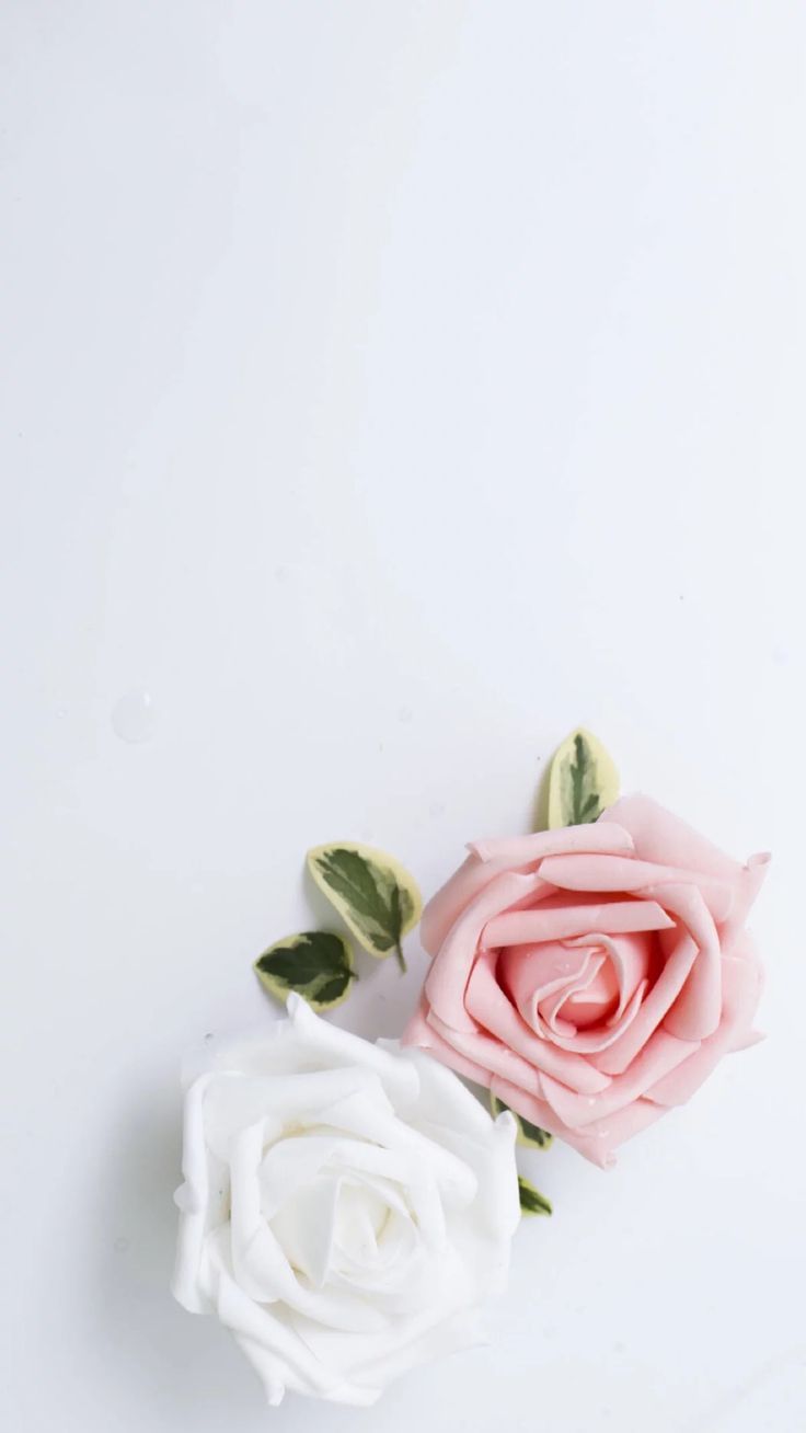 Rose rosa e bianca, 736x1308 Verticale, iPhone Pro Max