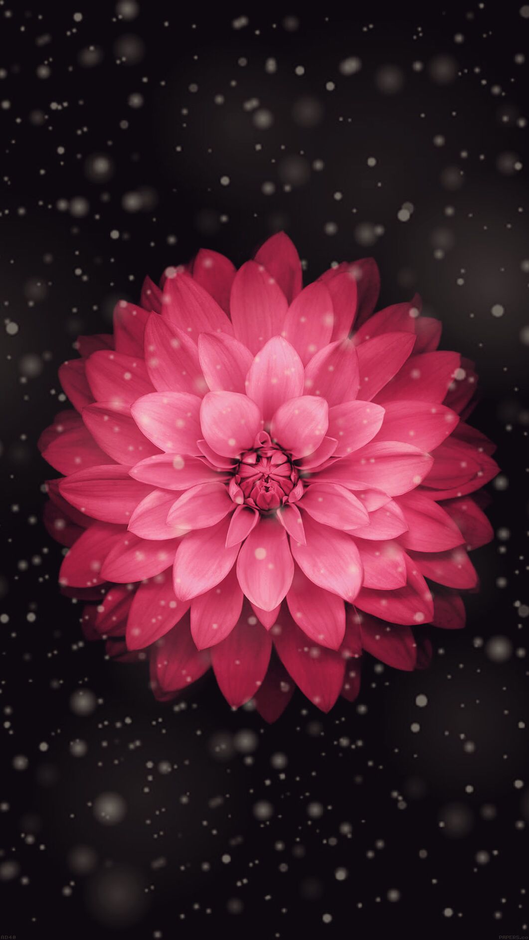 Fiore rosa su sfondo nero, 1061x1886 Verticale, iPhone Air