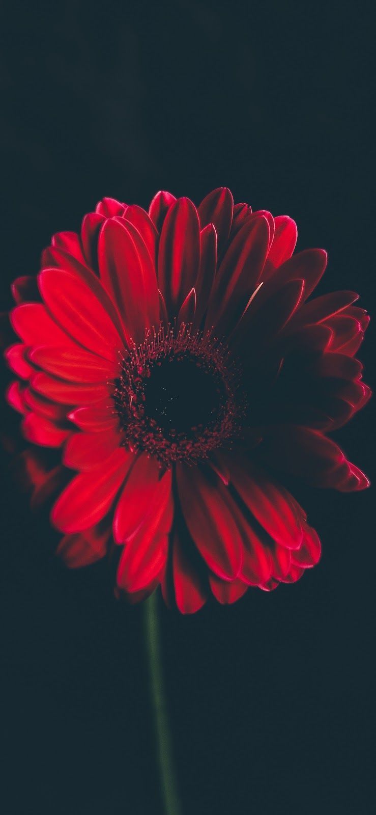 Fiore rosso gerbera scuro, 739x1600 Verticale, iPhone Air