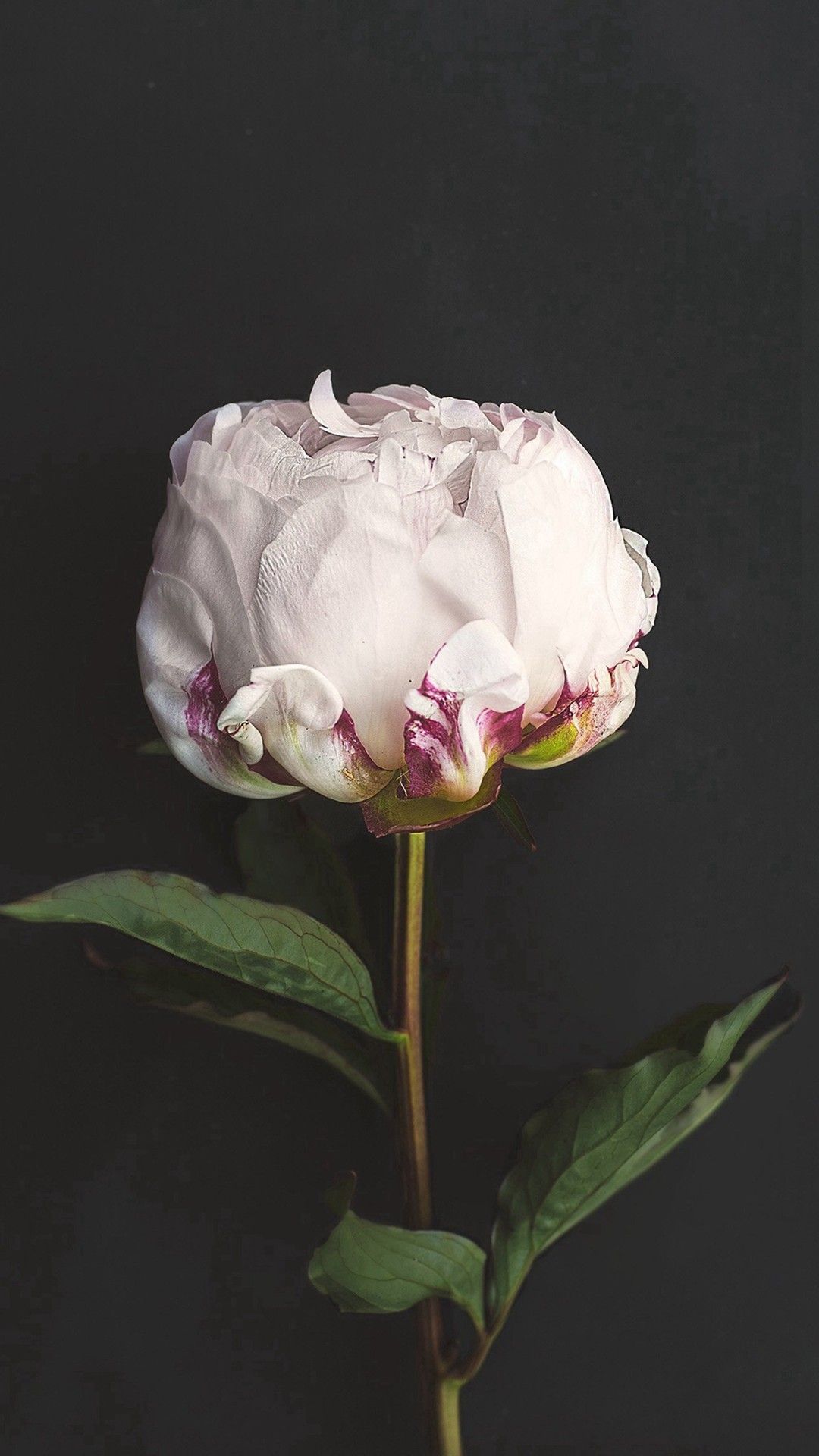 Peonia bianca rosa sfondo scuro, 1080x1920 Full HD Verticale, iPhone Pro