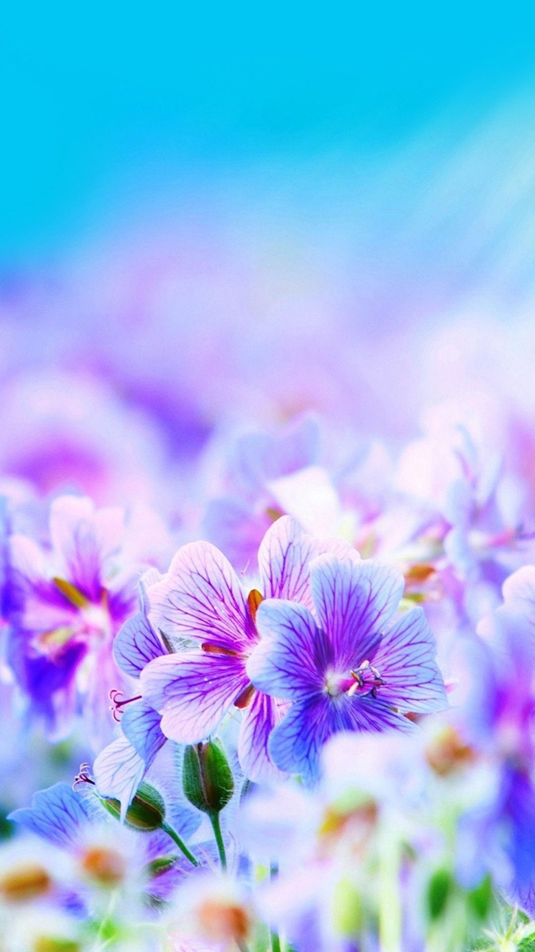 Fiori viola sfocati, 1080x1920 Full HD Verticale, iPhone Air