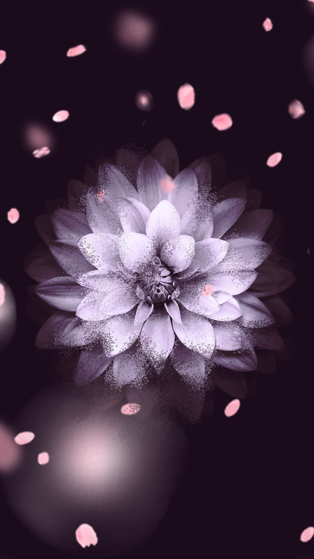 Fiore bianco con petali, 1061x1886 Verticale, iPhone Air