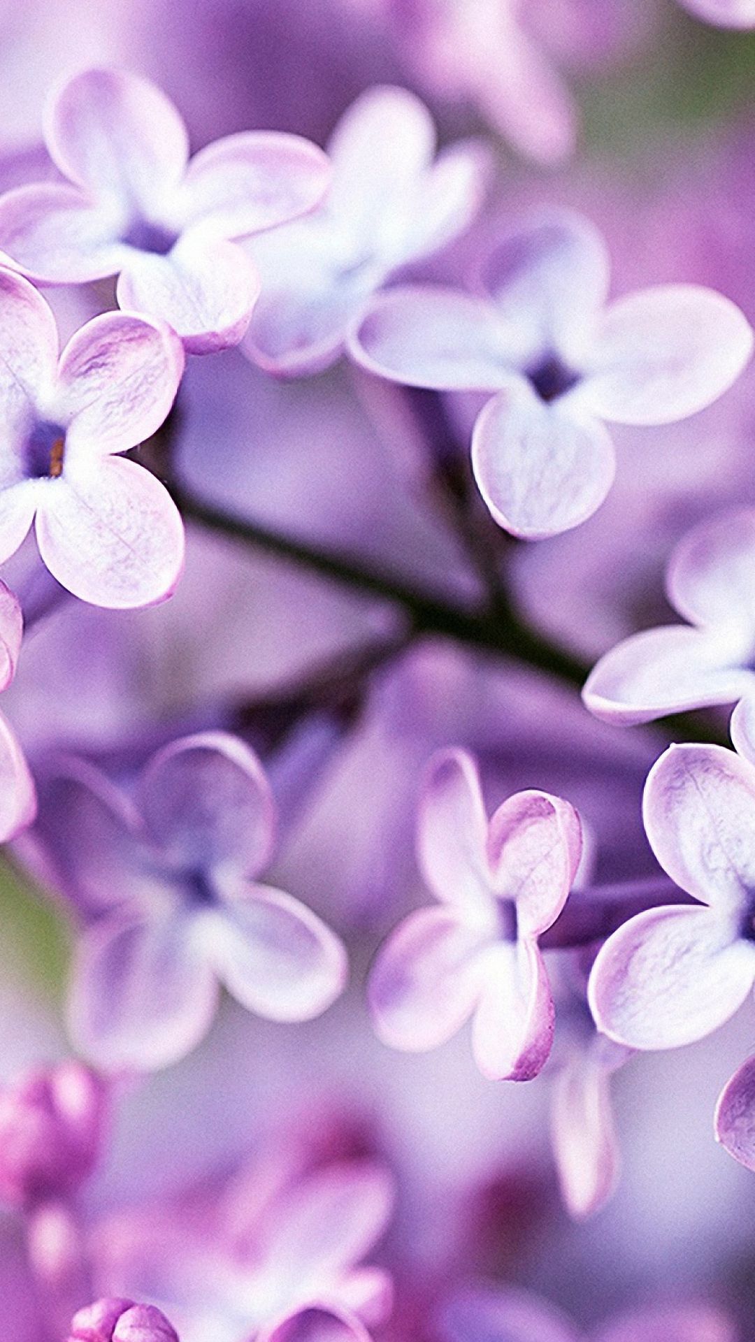 Fiori di lillà viola, 1080x1920 Verticale, iPhone Plus