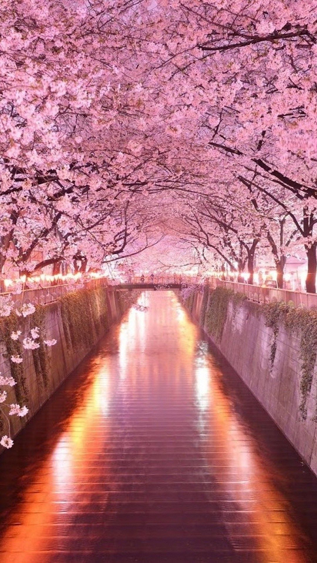 Fiori di ciliegio canale notturno, 1080x1920 Full HD Verticale, iPhone Pro Max