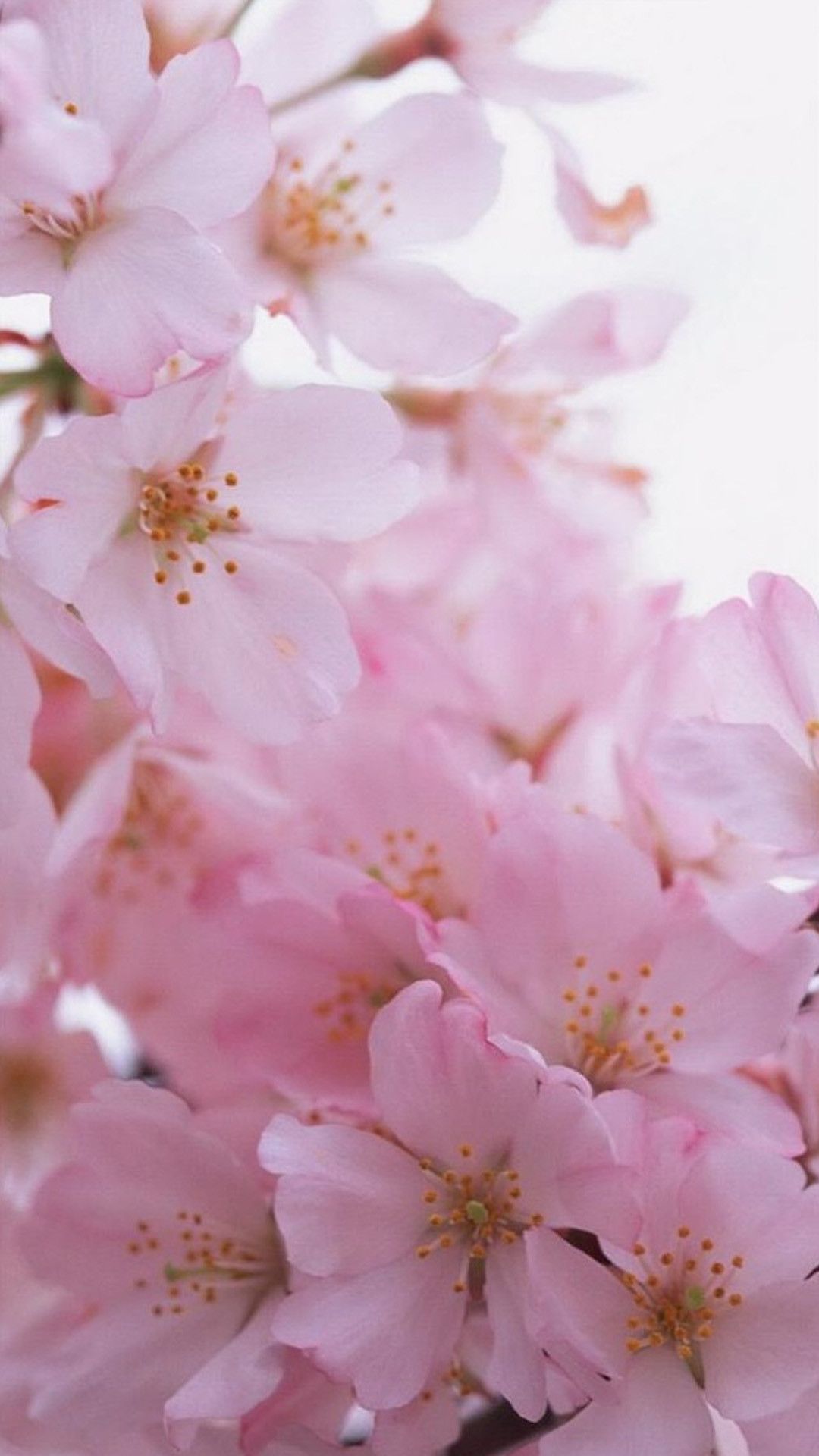 Fiori di ciliegio rosa, 1080x1920 Full HD Verticale, iPhone Pro