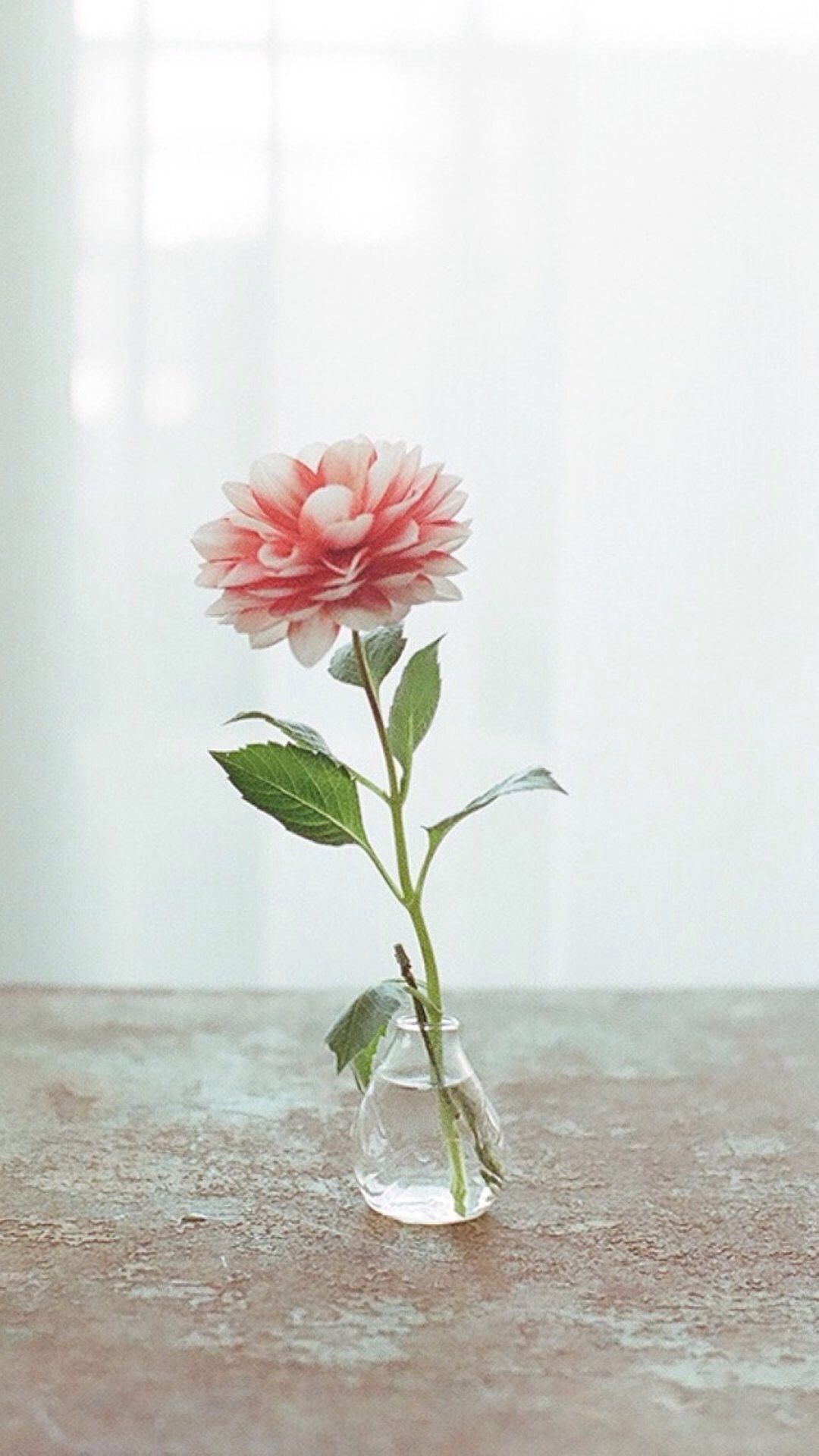Fiore rosa in vaso, 1080x1920 Full HD Verticale, iPhone Plus