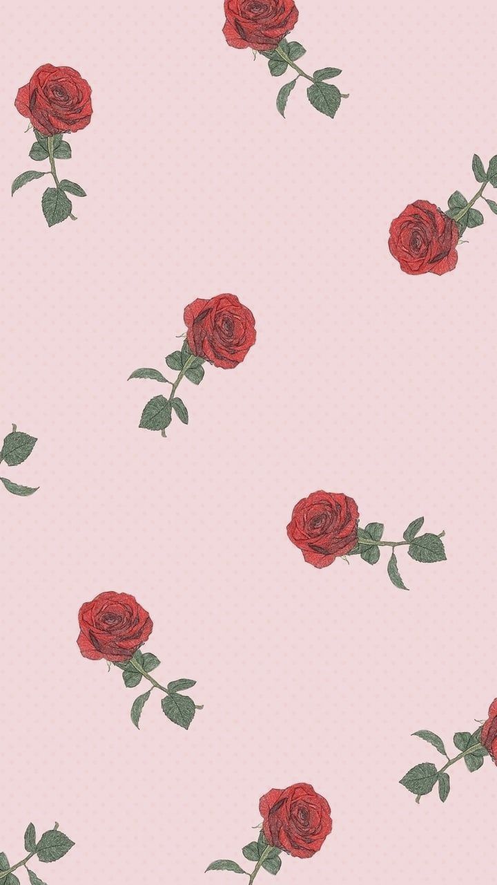 Rose rosse su rosa, 720x1280 Full HD Verticale, iPhone Plus