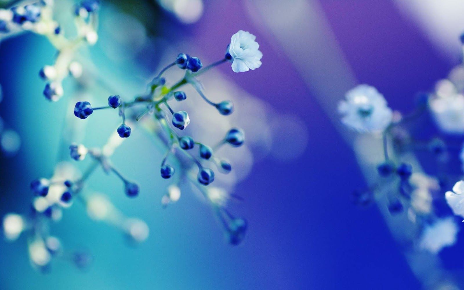 Fiori bianchi su sfondo blu, 1600x1000 HD, ROG Asus Laptop