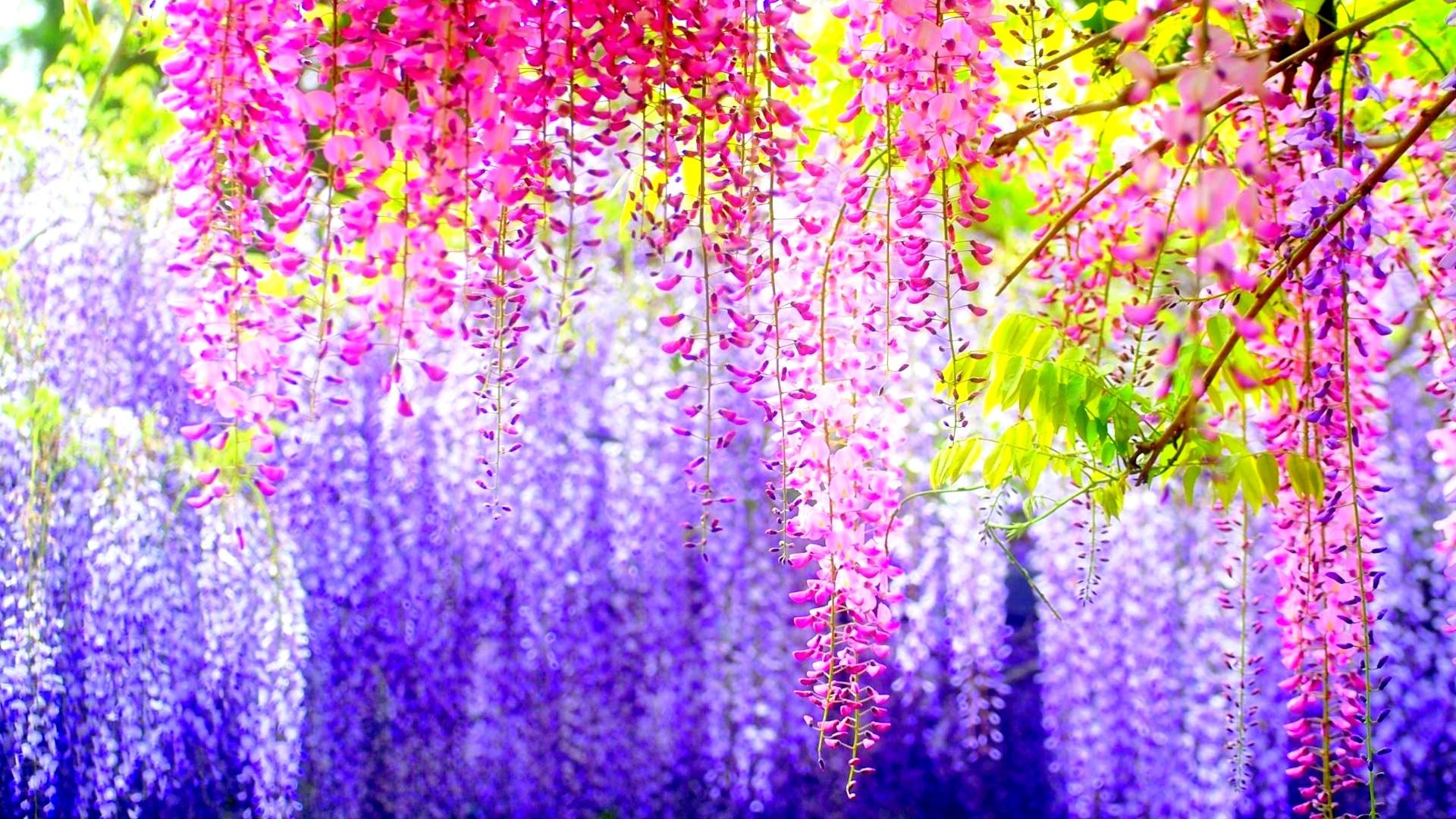 Fiori di glicine viola rosa, 1920x1080 Full HD, Desktop
