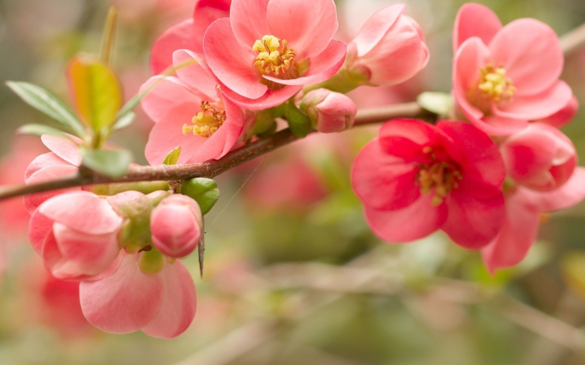 Fiori rosa di melo cotogno, 1920x1200 WUXGA, Desktop