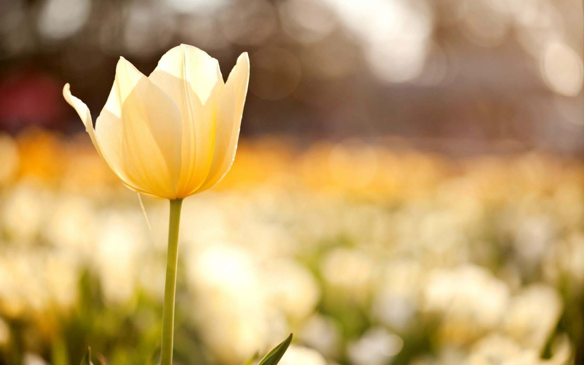 Tulipano bianco campo sfocato, 1920x1200 Full HD+, PC