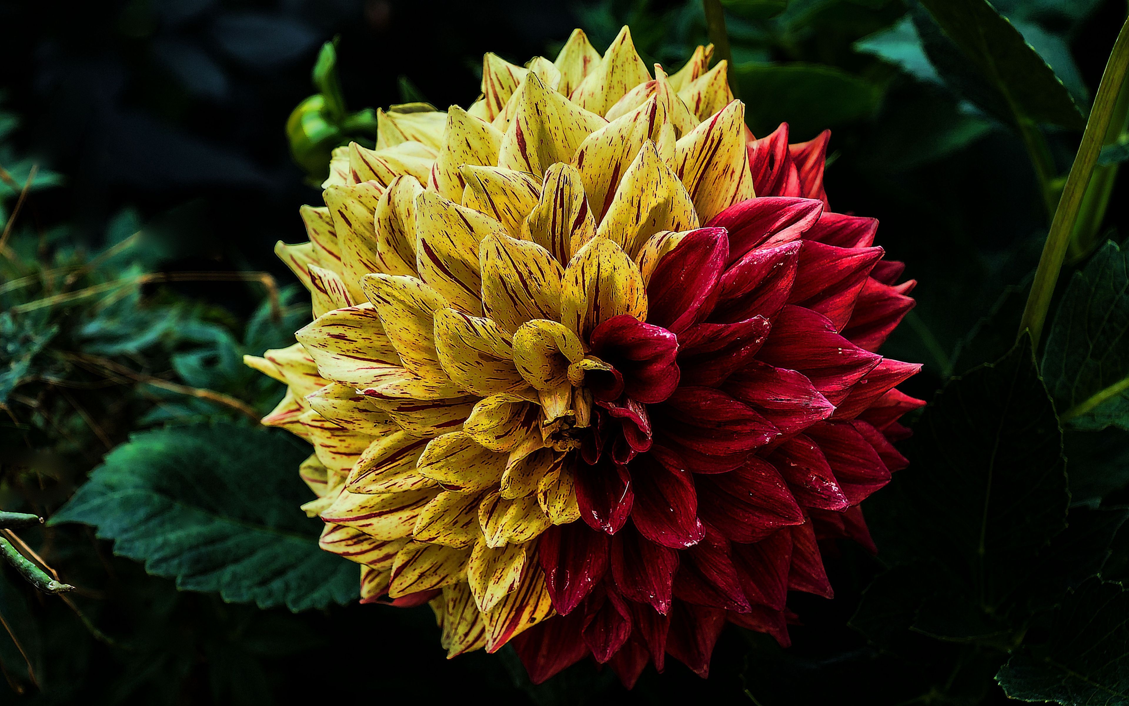Dalia giallo rossa fiore, 3840x2400 4K Ultra HD, Smart TV 4K