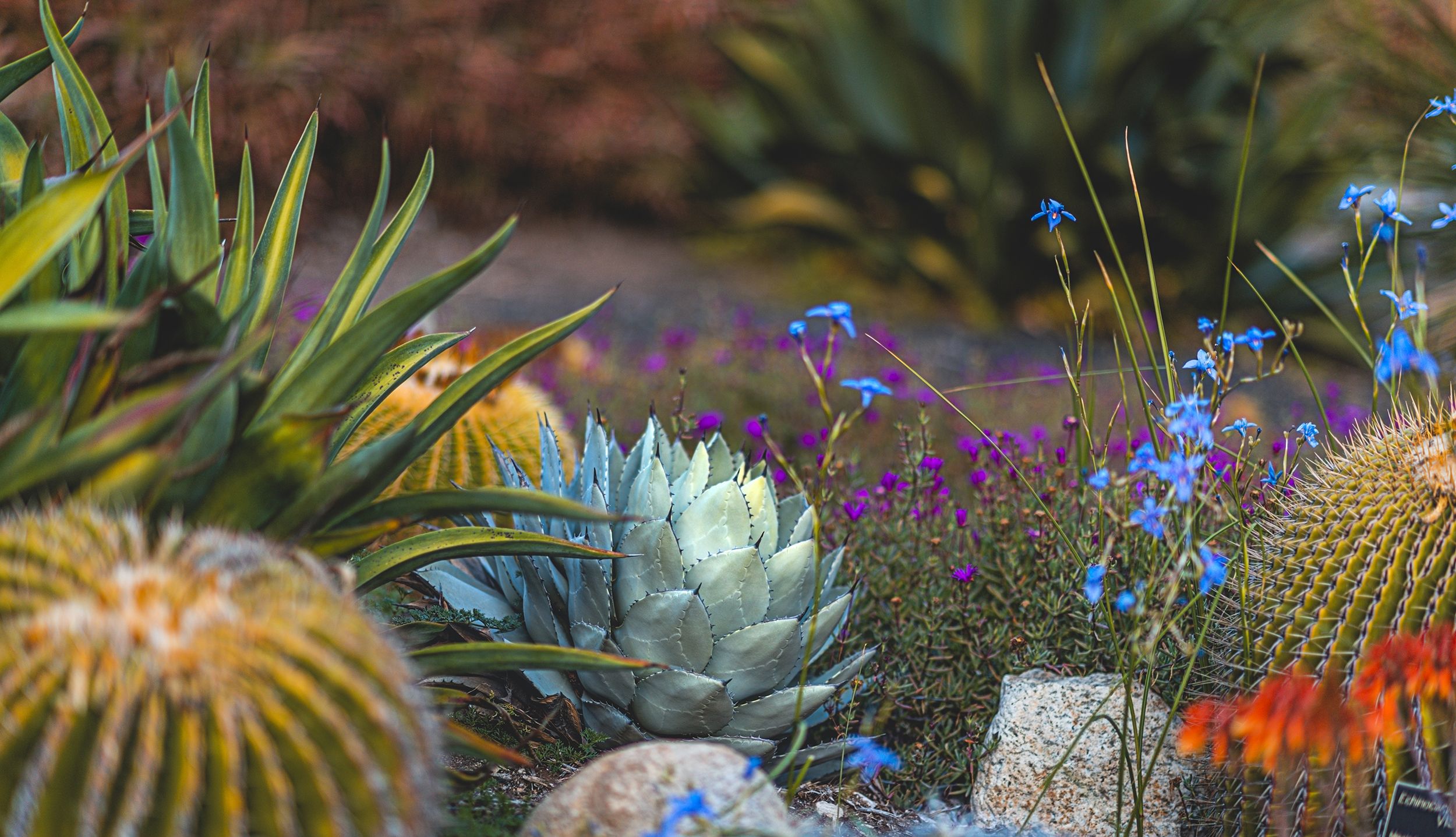 Giardino di cactus e fiori, 2500x1437 alta risoluzione, Desktop