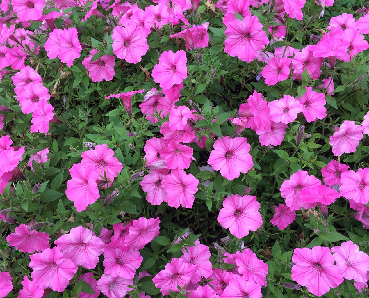 Petunie rosa messicane fiorite, 1269x1024 HD, Laptop