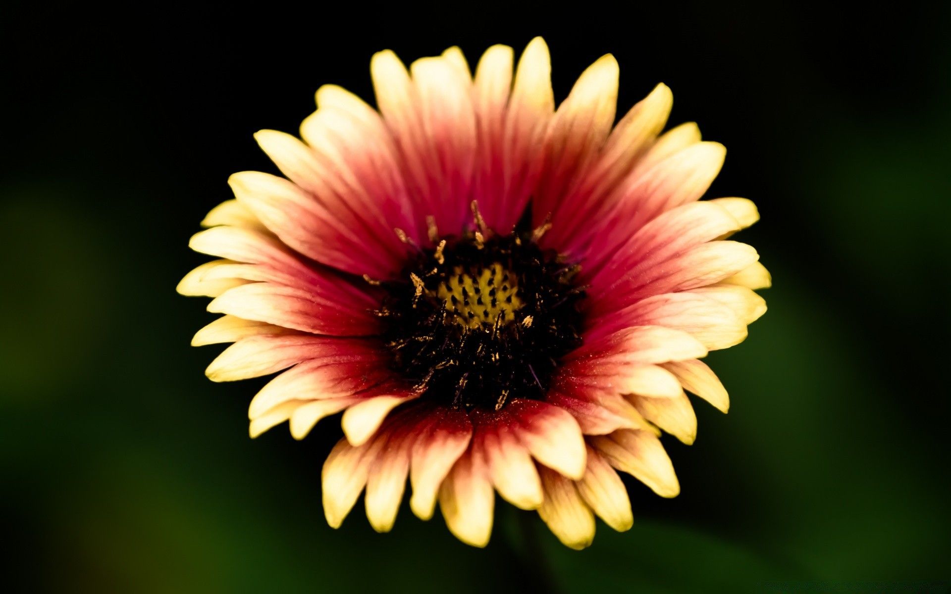 Fiore gaillardia rosso giallo, 1920x1200 WUXGA, Desktop