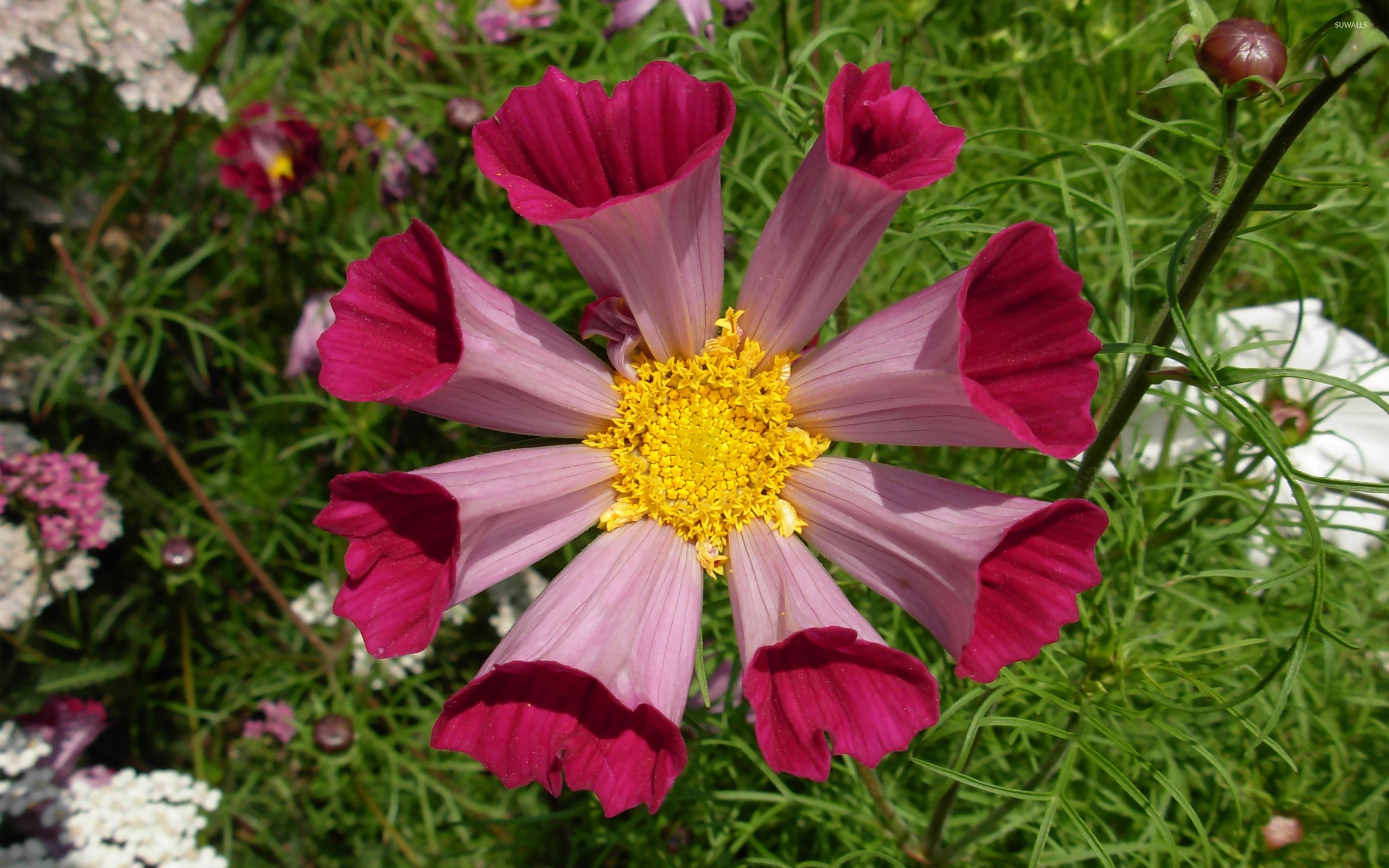 Fiore rosa Cosmea messicana, 2560x1600 2K, PC