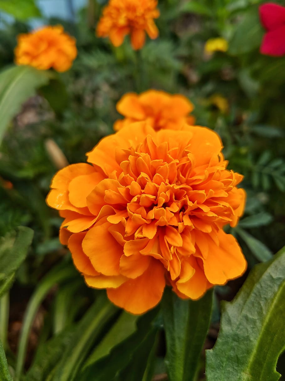 Fiore di tagete arancione, 910x1213 Verticale, Android