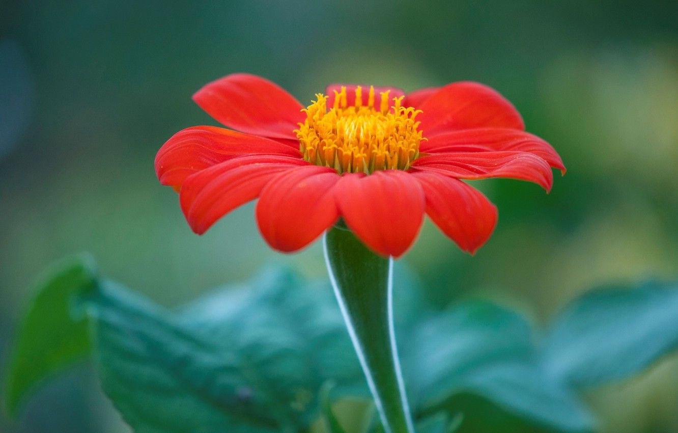 Fiore rosso girasole messicano, 1332x850 720p, Laptop