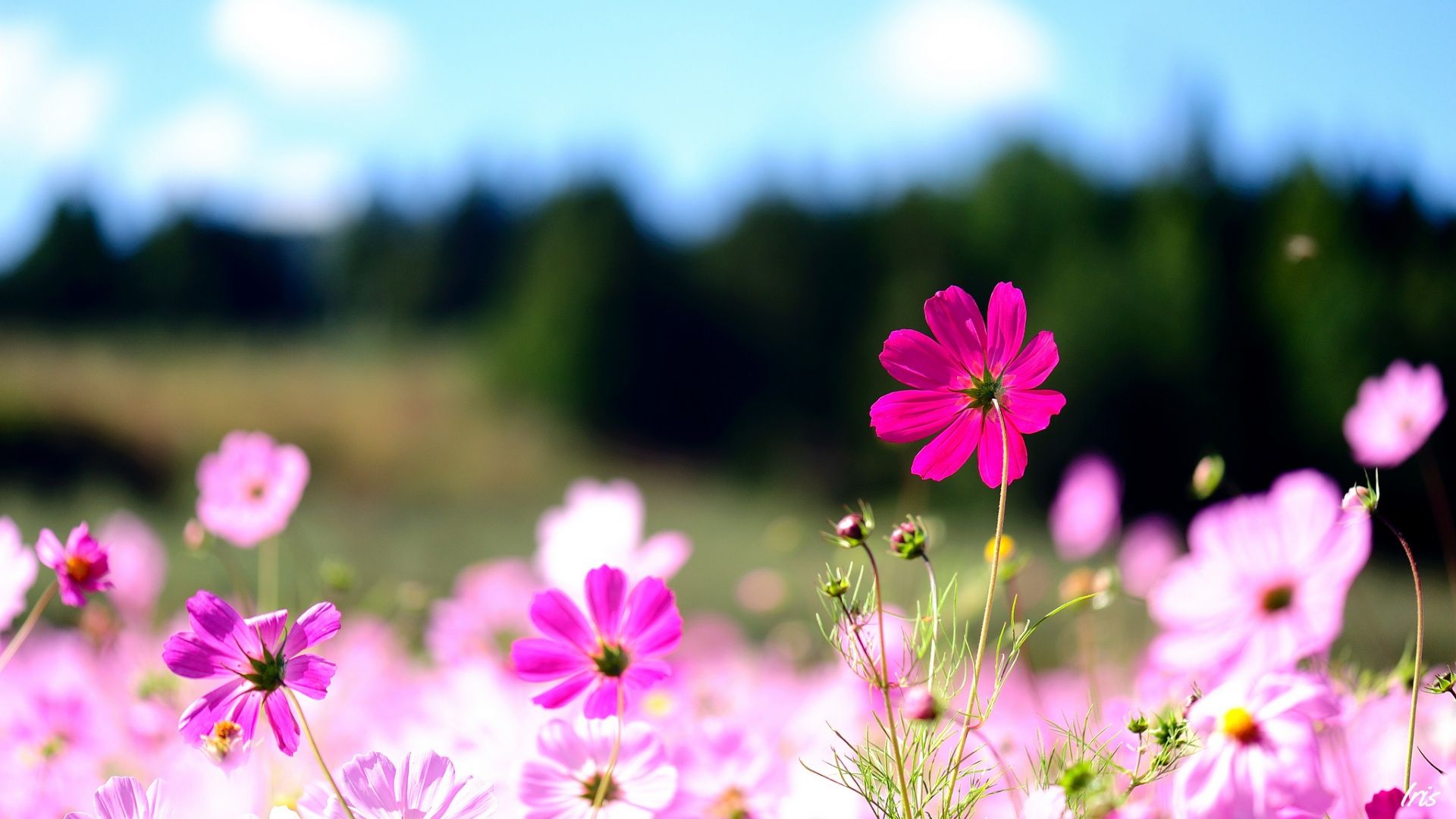 Fiori rosa cosmea campo, 1920x1080 Full HD, PC