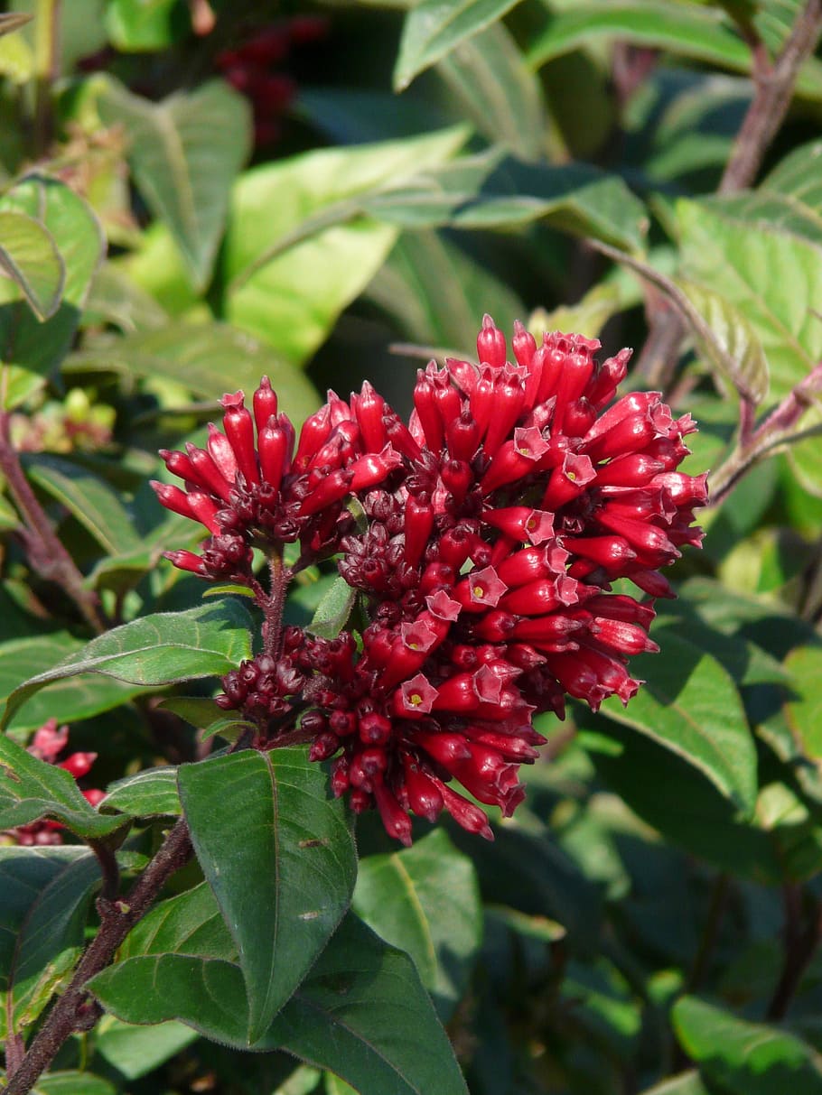 Fiori rossi Cestrum Elegans, 910x1213 Full HD Verticale, Realme