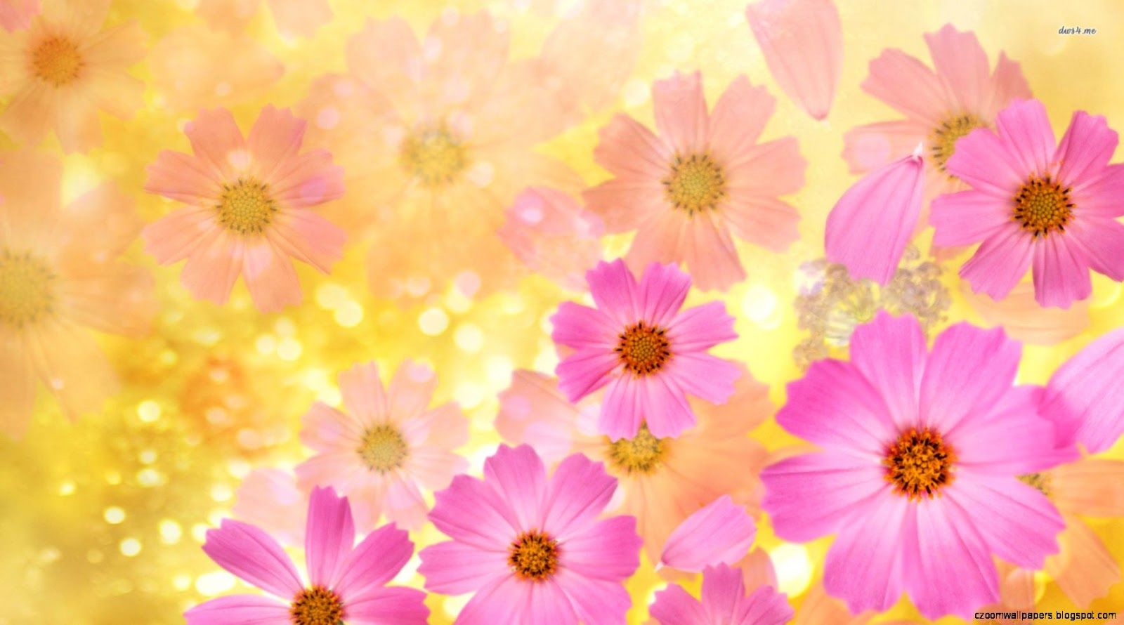 Fiori rosa cosmos, 1600x890 900p, PC
