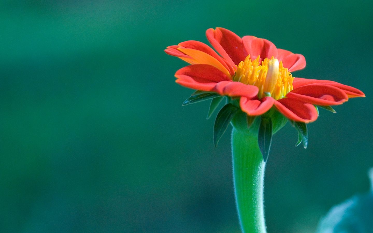 Fiore arancione messicano Tithonia, 1440x900 720p, PC