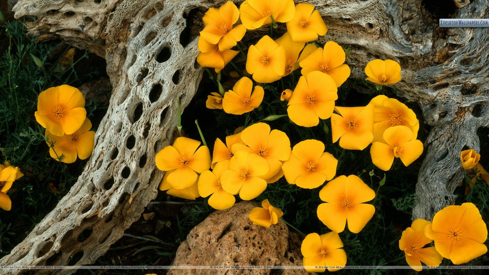 Fiori gialli papaveri messicani, 1920x1080 Full HD, Laptop