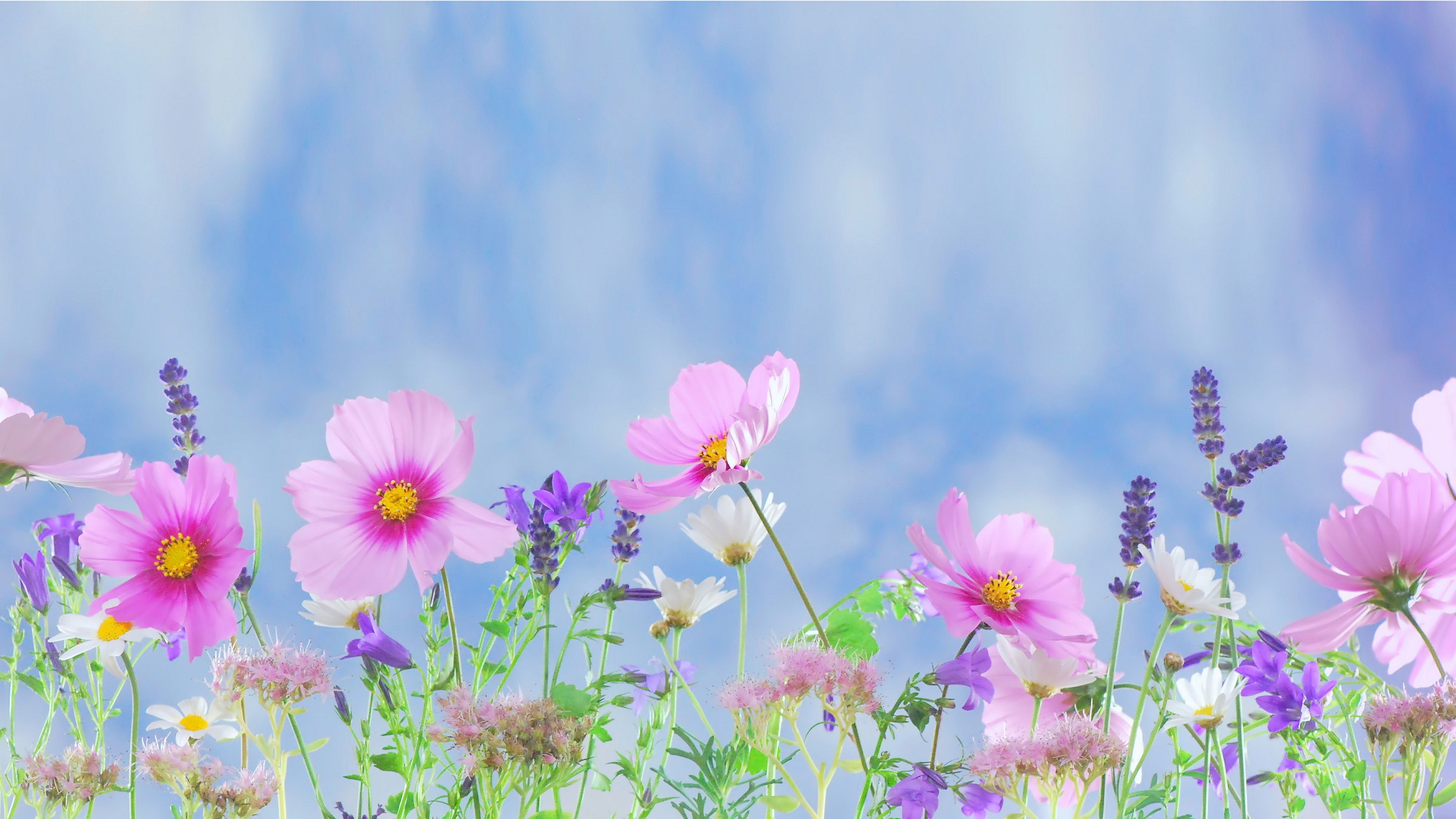 Fiori rosa e viola giardino, 3840x2160 UHD, PC 4K