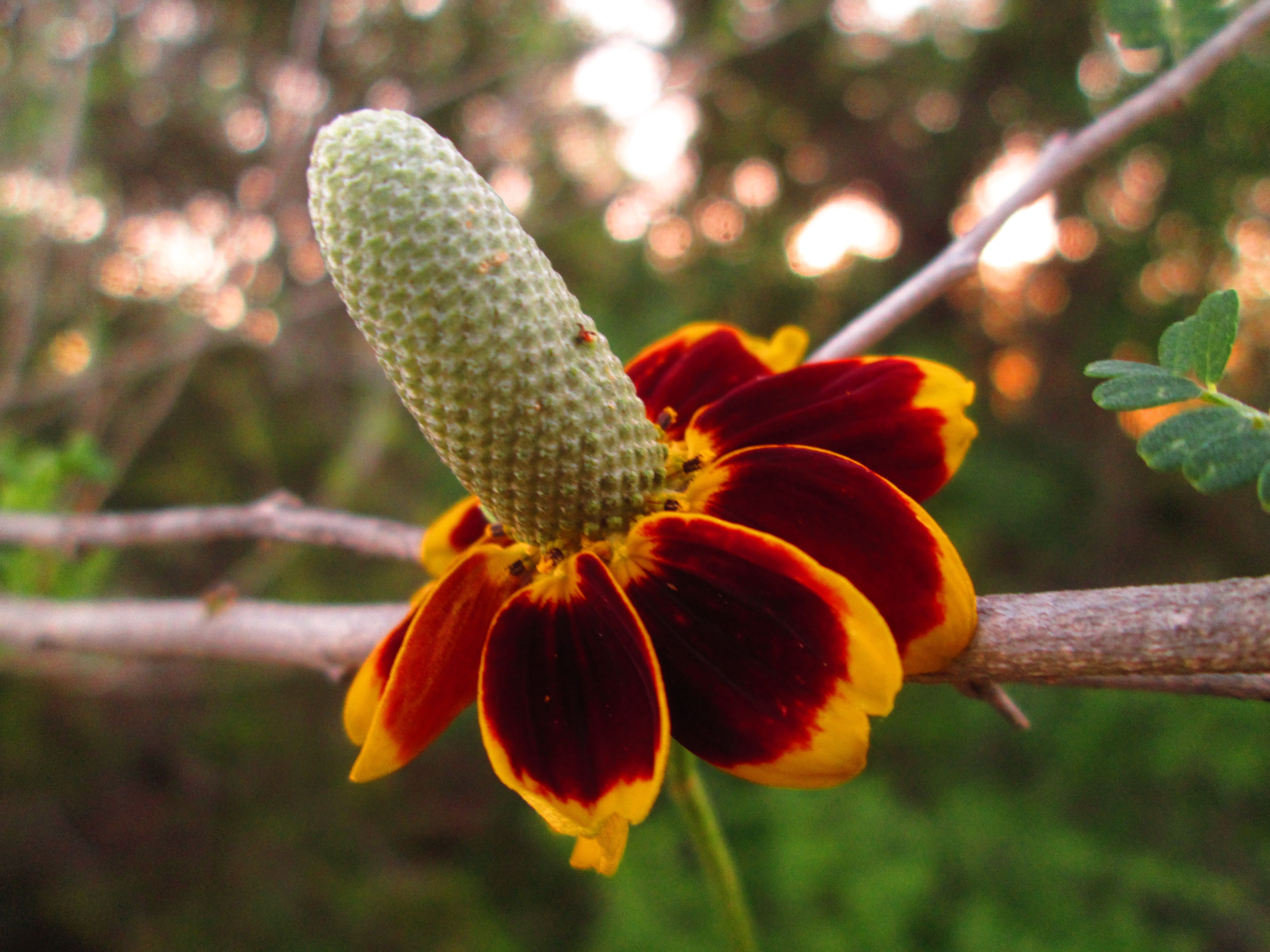 Fiore mexican hat rosso giallo, 4608x3456 Ultra HD, 4K TV