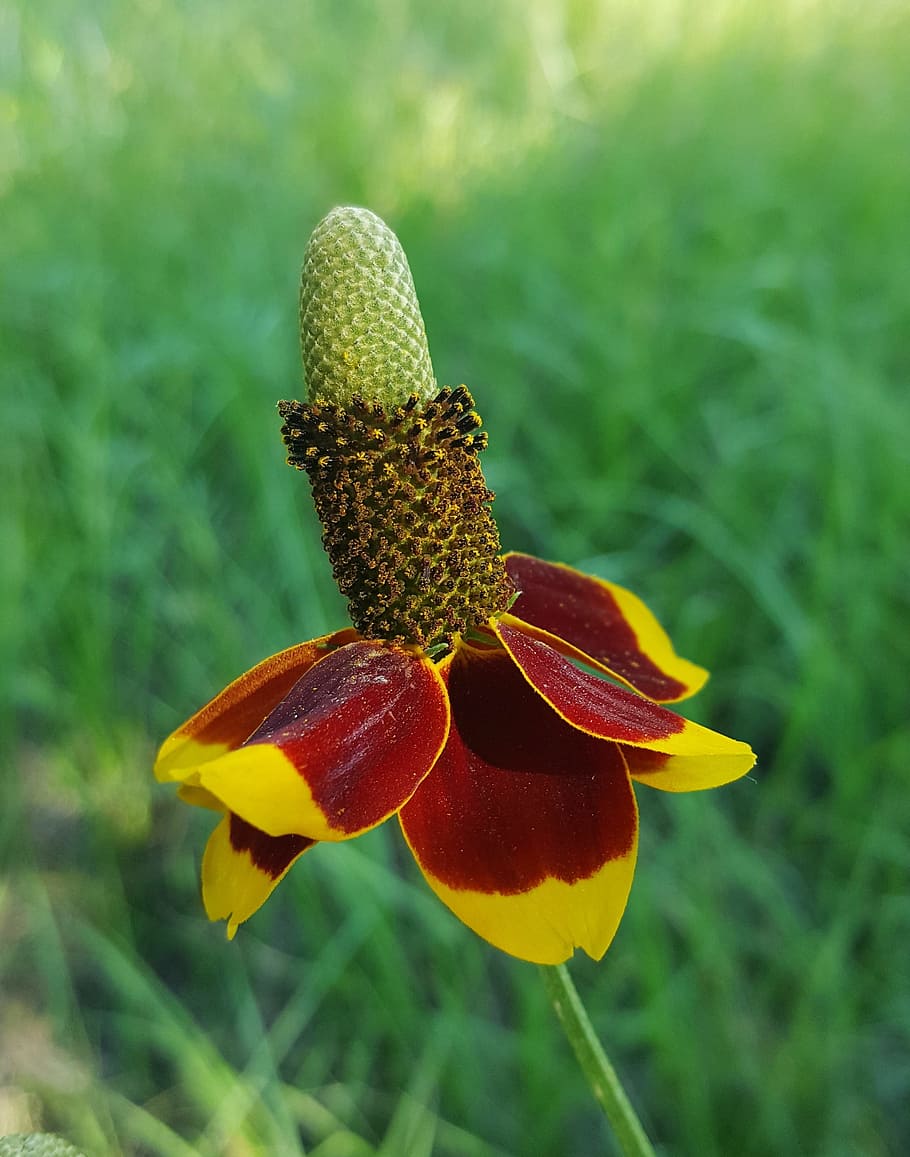Piante grasse succulente colorate, 1080x1773 Verticale, Telefono